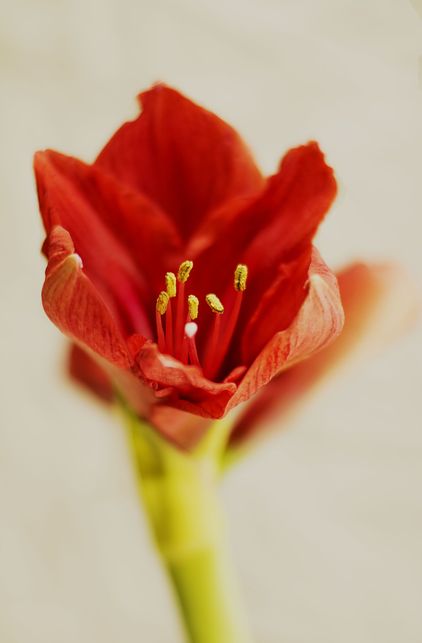 Canon EOS 750D (EOS Rebel T6i / EOS Kiss X8i) + Canon EF 50mm F1.4 USM sample photo. Early bloomer photography