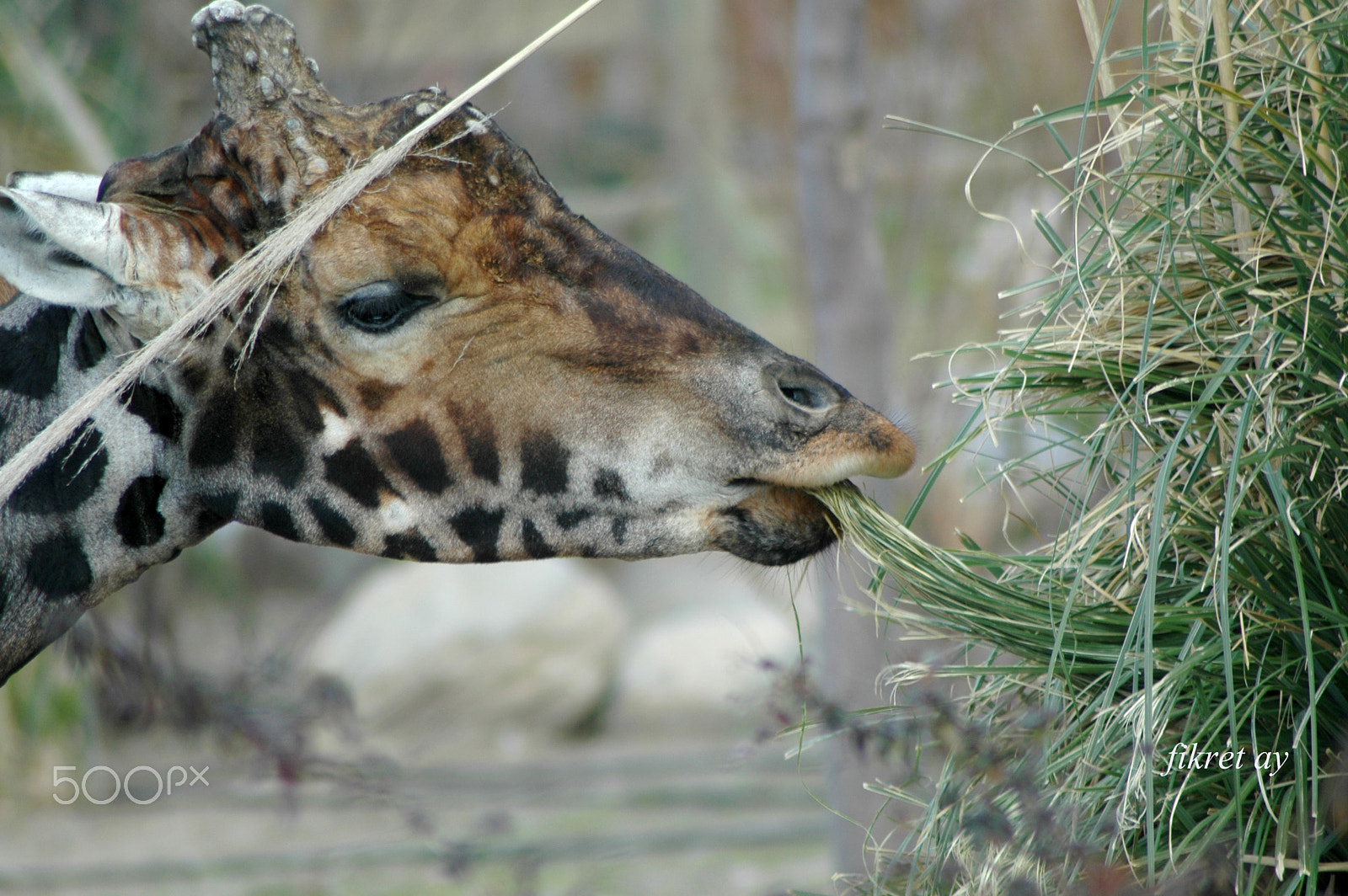 Nikon D70s sample photo. Hungry giraffe photography