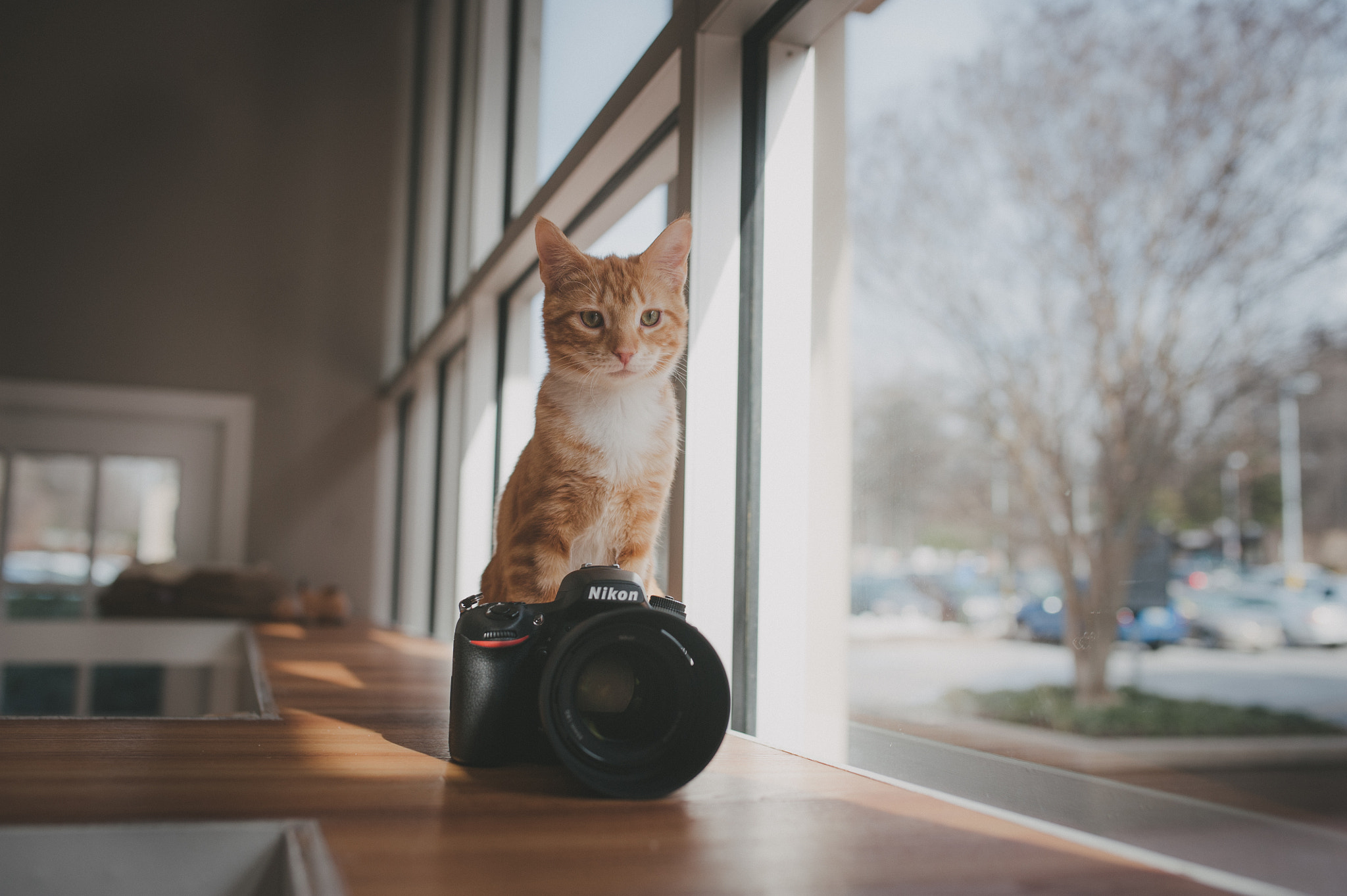 Nikon D3 + Sigma 35mm F1.4 DG HSM Art sample photo. Visiting cats at their office photography