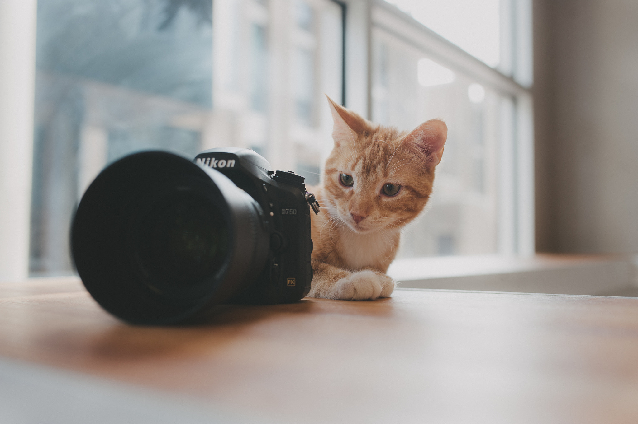 Nikon D3 + Sigma 35mm F1.4 DG HSM Art sample photo. Visiting cats at their office photography