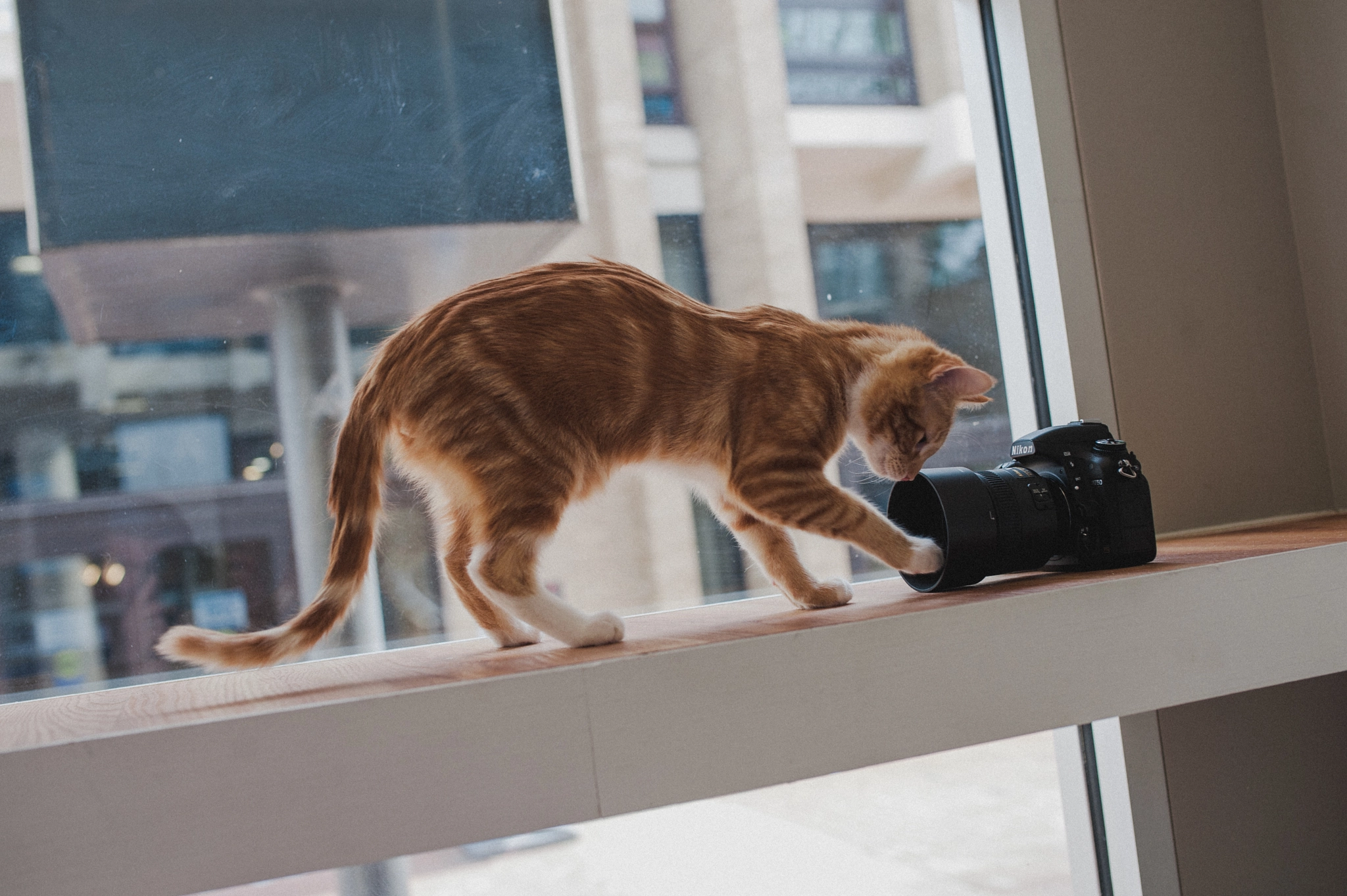 Nikon D3 + Sigma 35mm F1.4 DG HSM Art sample photo. Visiting cats at their office photography