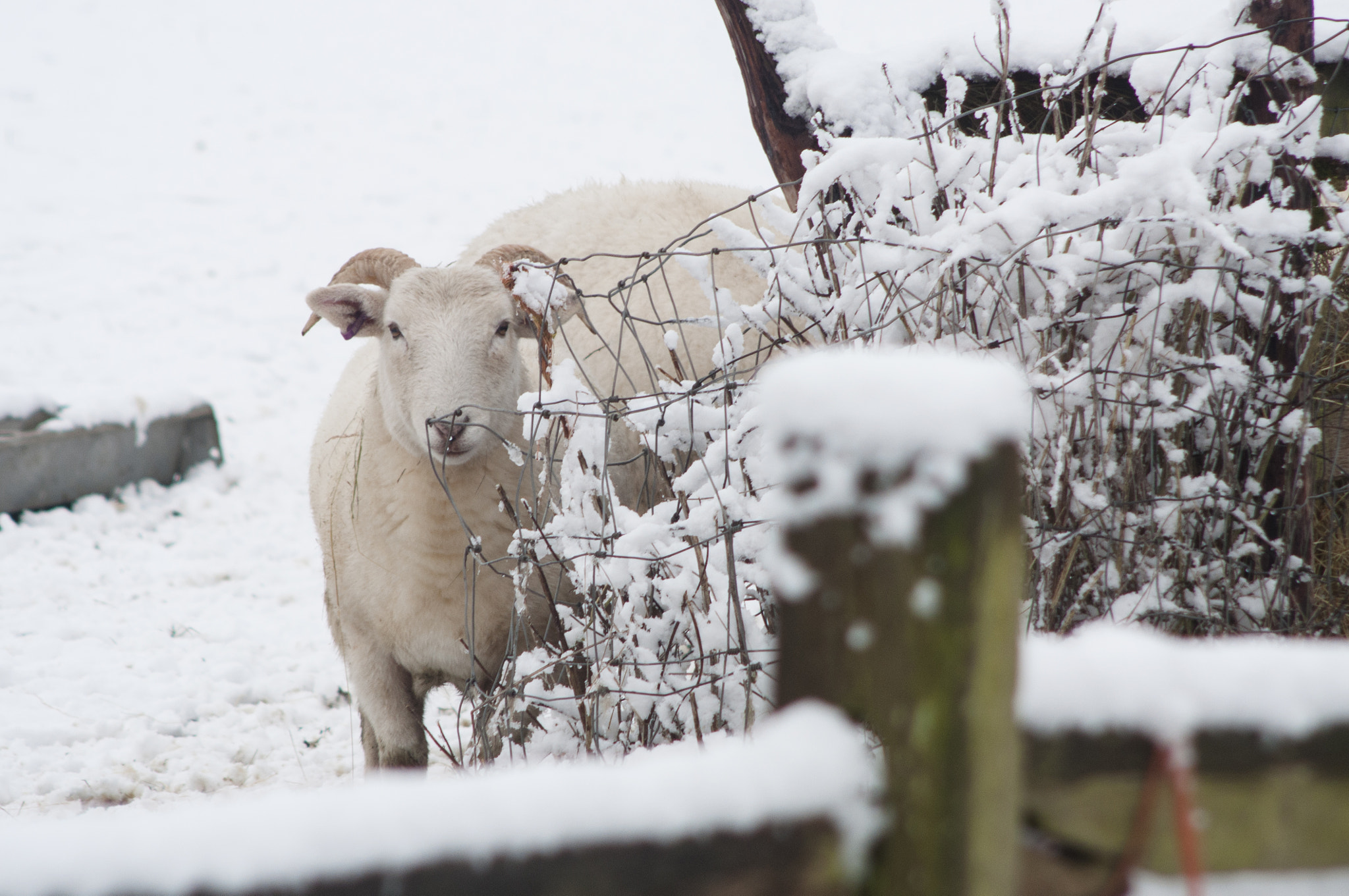 Nikon D90 + AF Nikkor 70-210mm f/4-5.6 sample photo. Peeping sheep photography