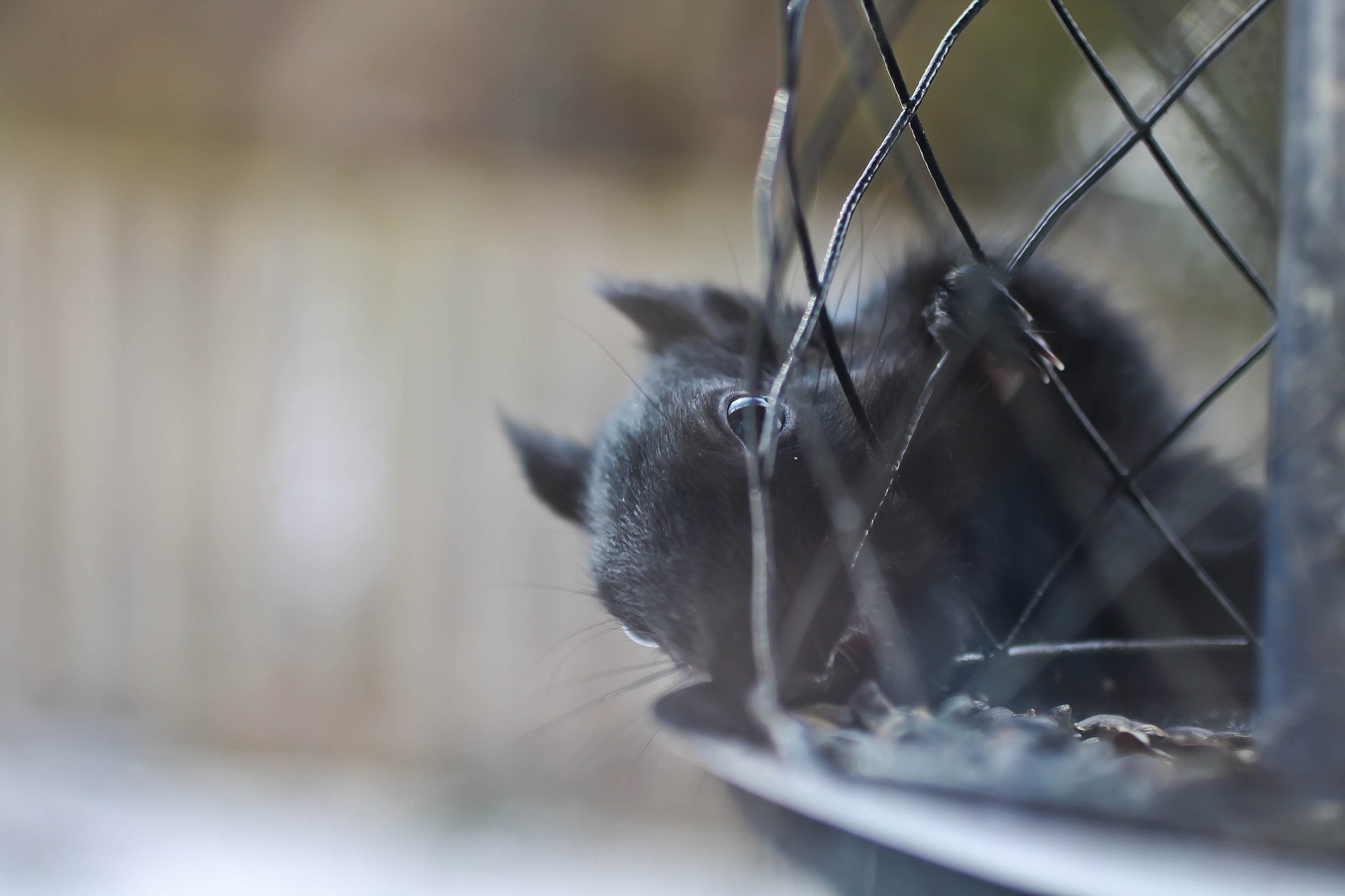 Canon EF 50mm F2.5 Macro sample photo. Squirrel photography