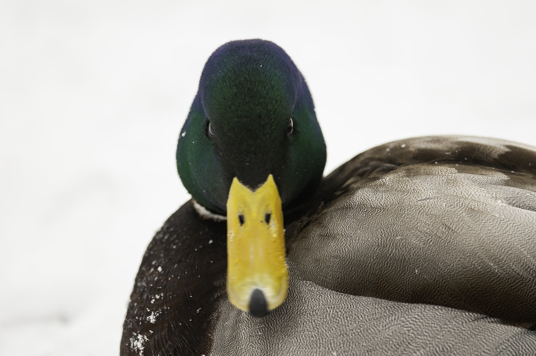 Nikon D300S + Nikon AF-S Nikkor 300mm F4D ED-IF sample photo. Amazing mallard photography