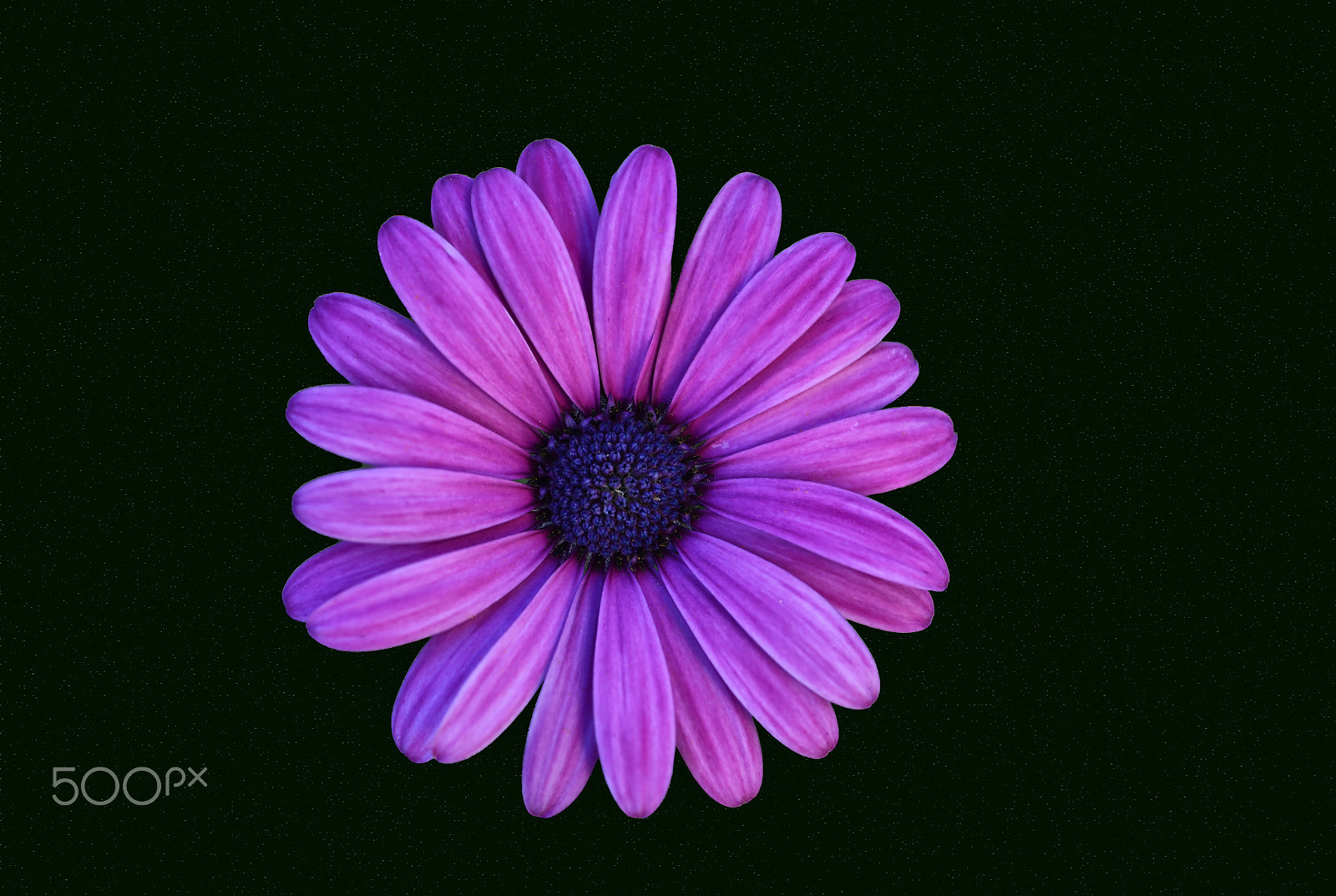 Nikon D800E + AF Micro-Nikkor 55mm f/2.8 sample photo. Bodrum papatyası (african daisy) osteospermum photography