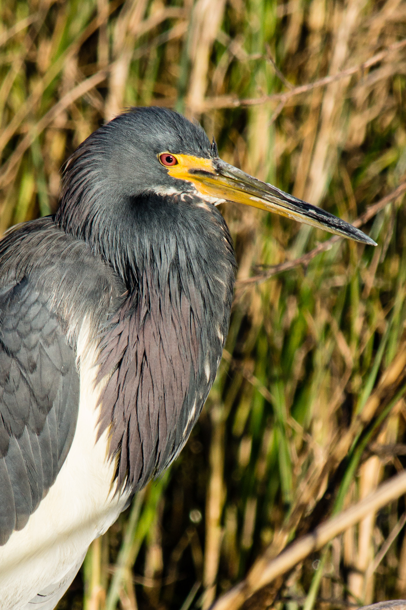 Sony SLT-A77 sample photo. Tri-colored heron in the marsh photography