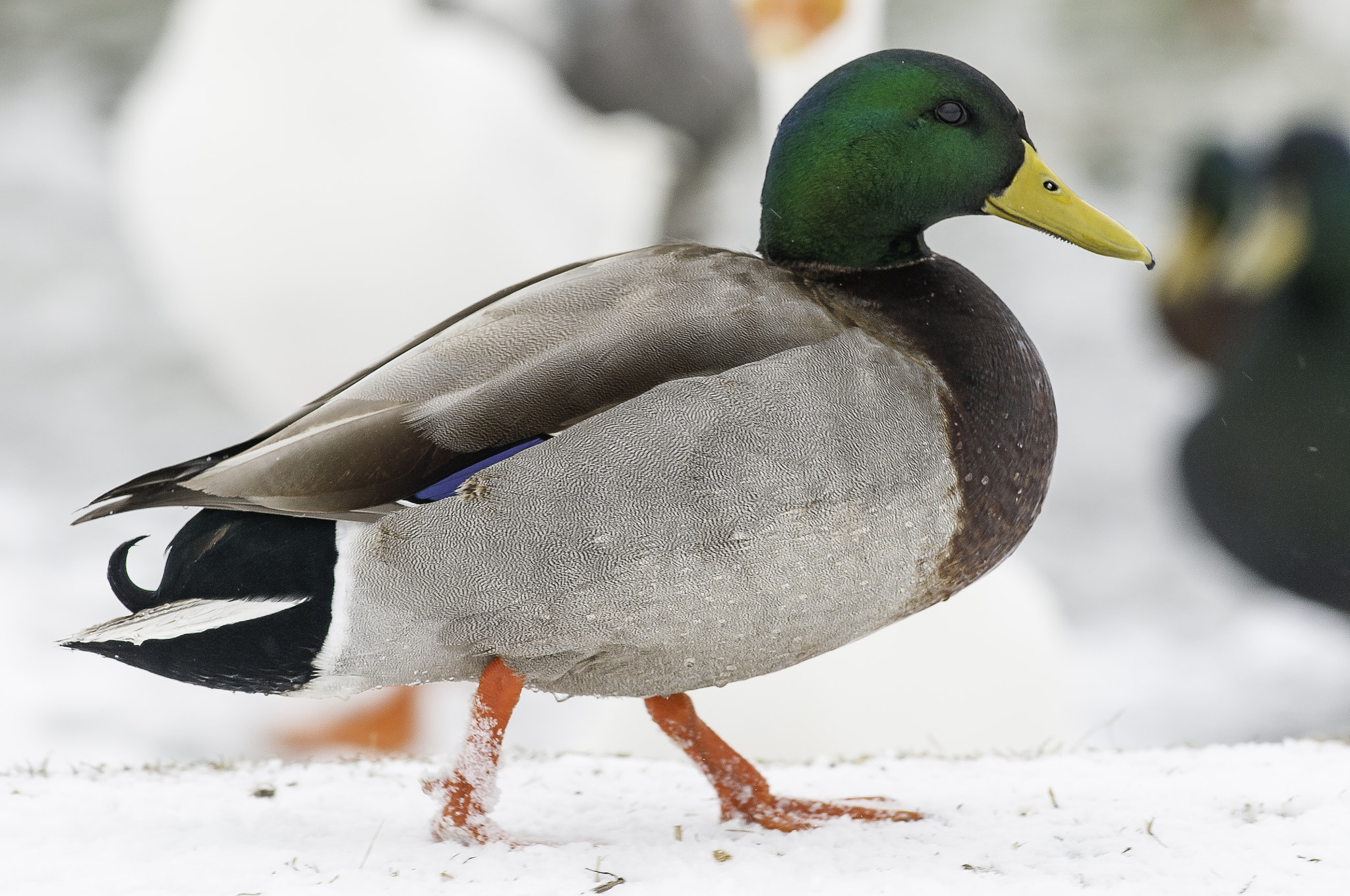 Nikon D300S + Nikon AF-S Nikkor 300mm F4D ED-IF sample photo. Winter mallard photography