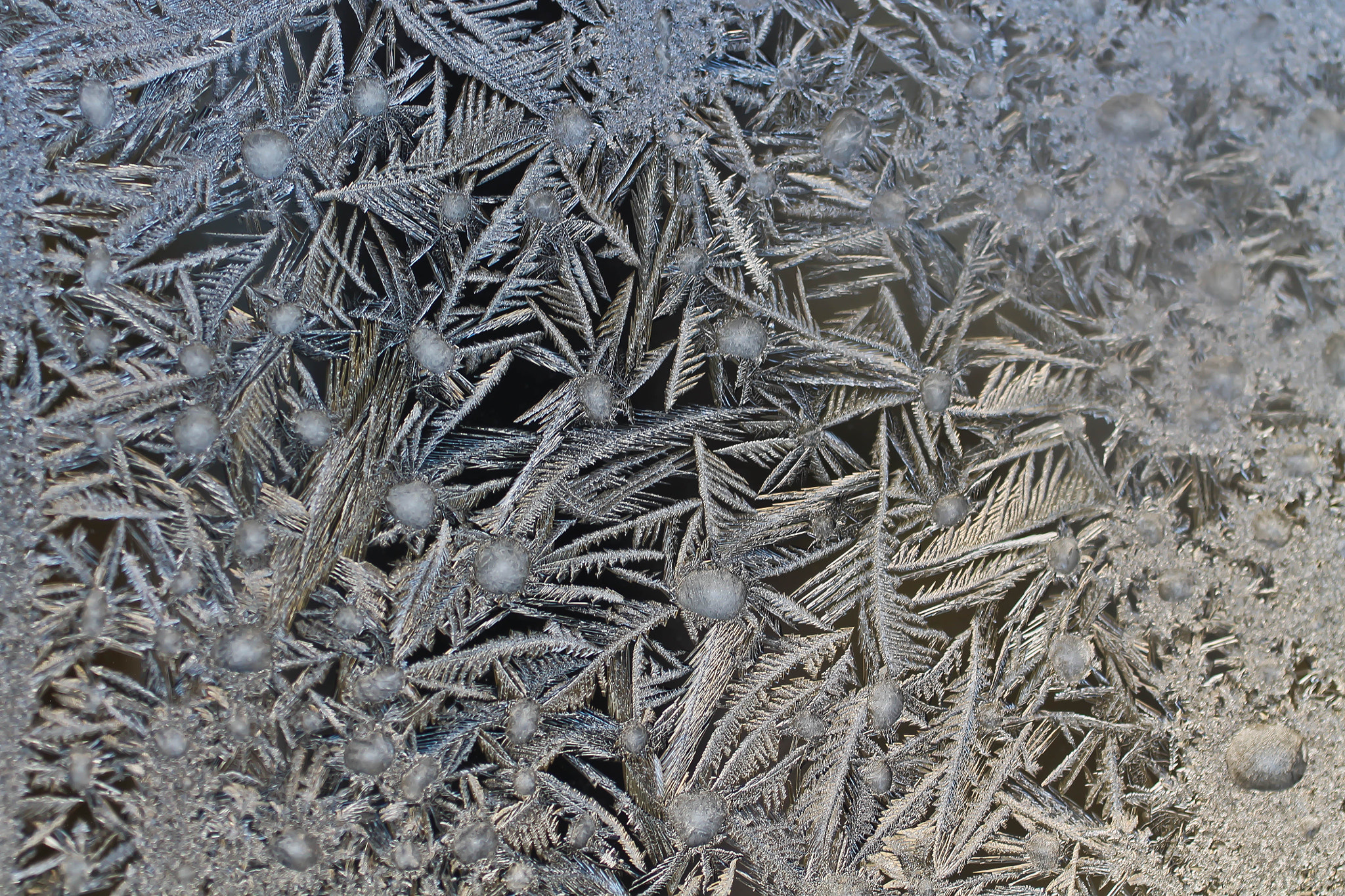 Canon EF 50mm F2.5 Macro sample photo. Ice crystals photography
