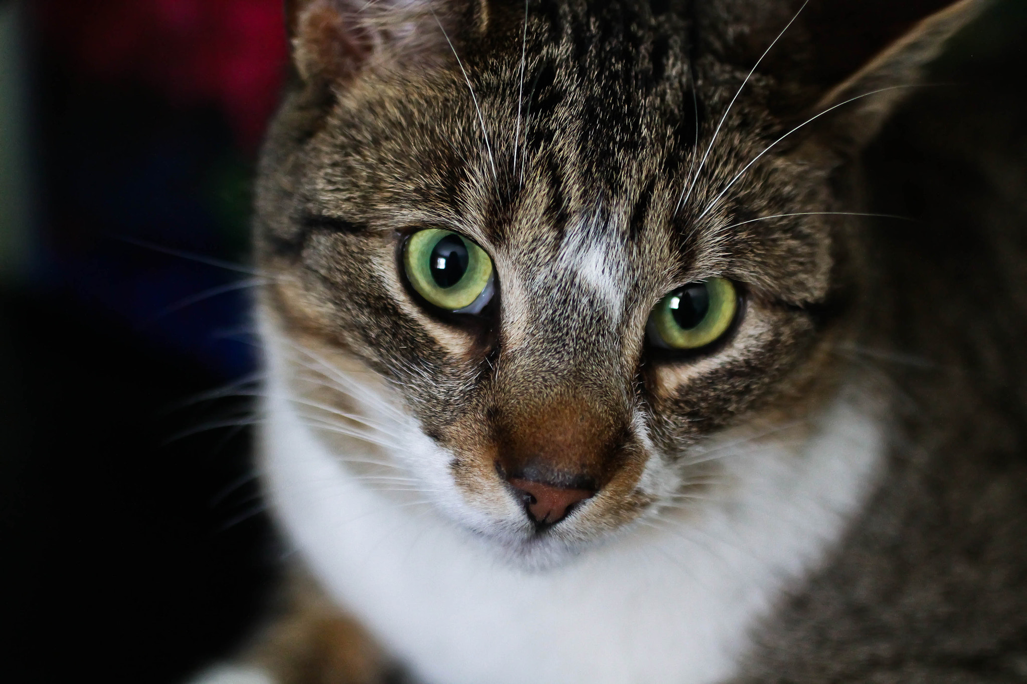 Canon EF 50mm F2.5 Macro sample photo. Jojo photography