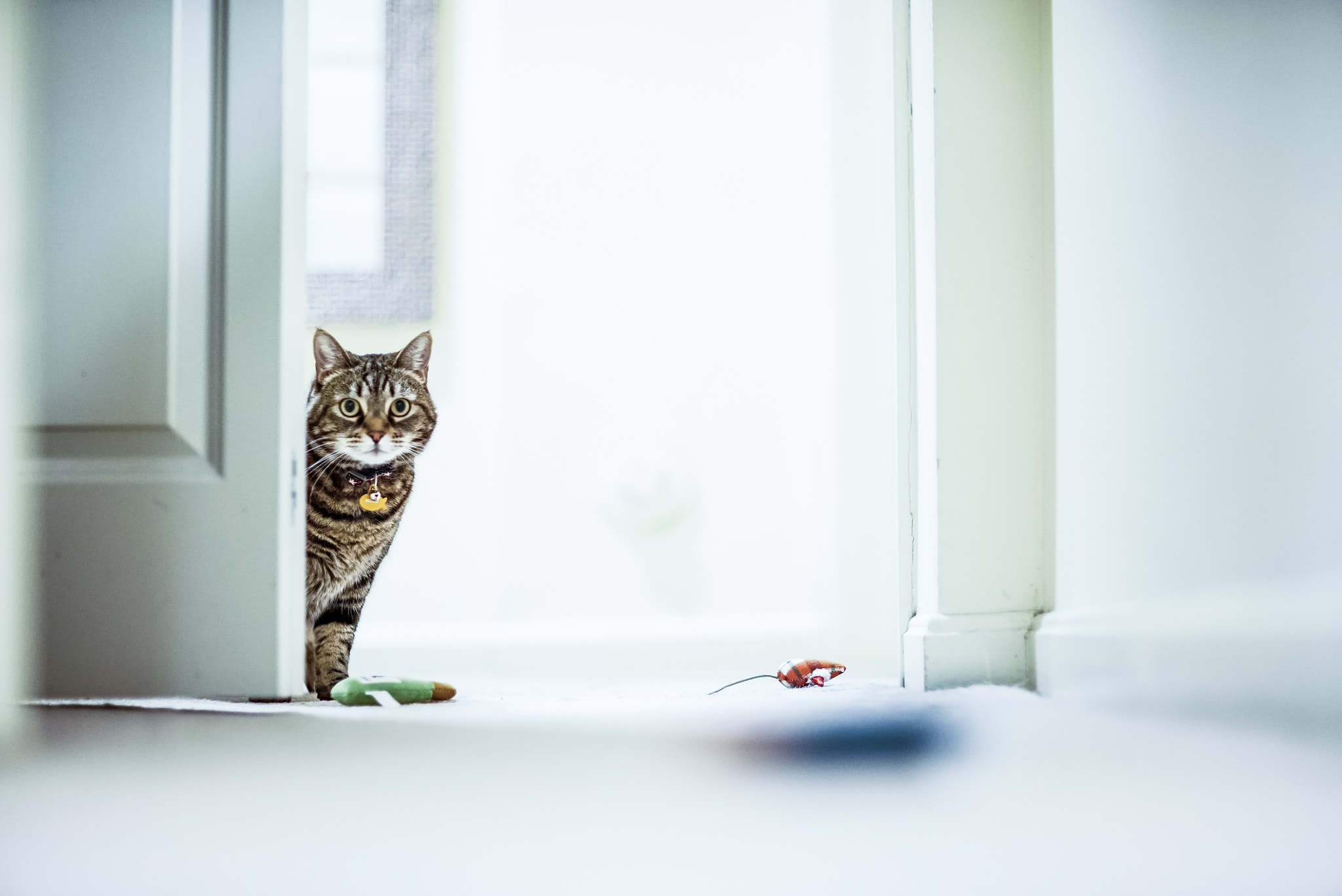 Sony a7S II sample photo. New lens (canon 85mm f1.2 on sony a7sii) photography