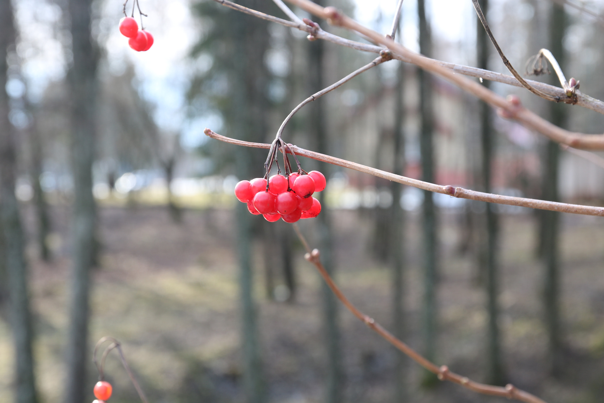 Canon EOS 760D (EOS Rebel T6s / EOS 8000D) sample photo. Img_0038.jpg photography