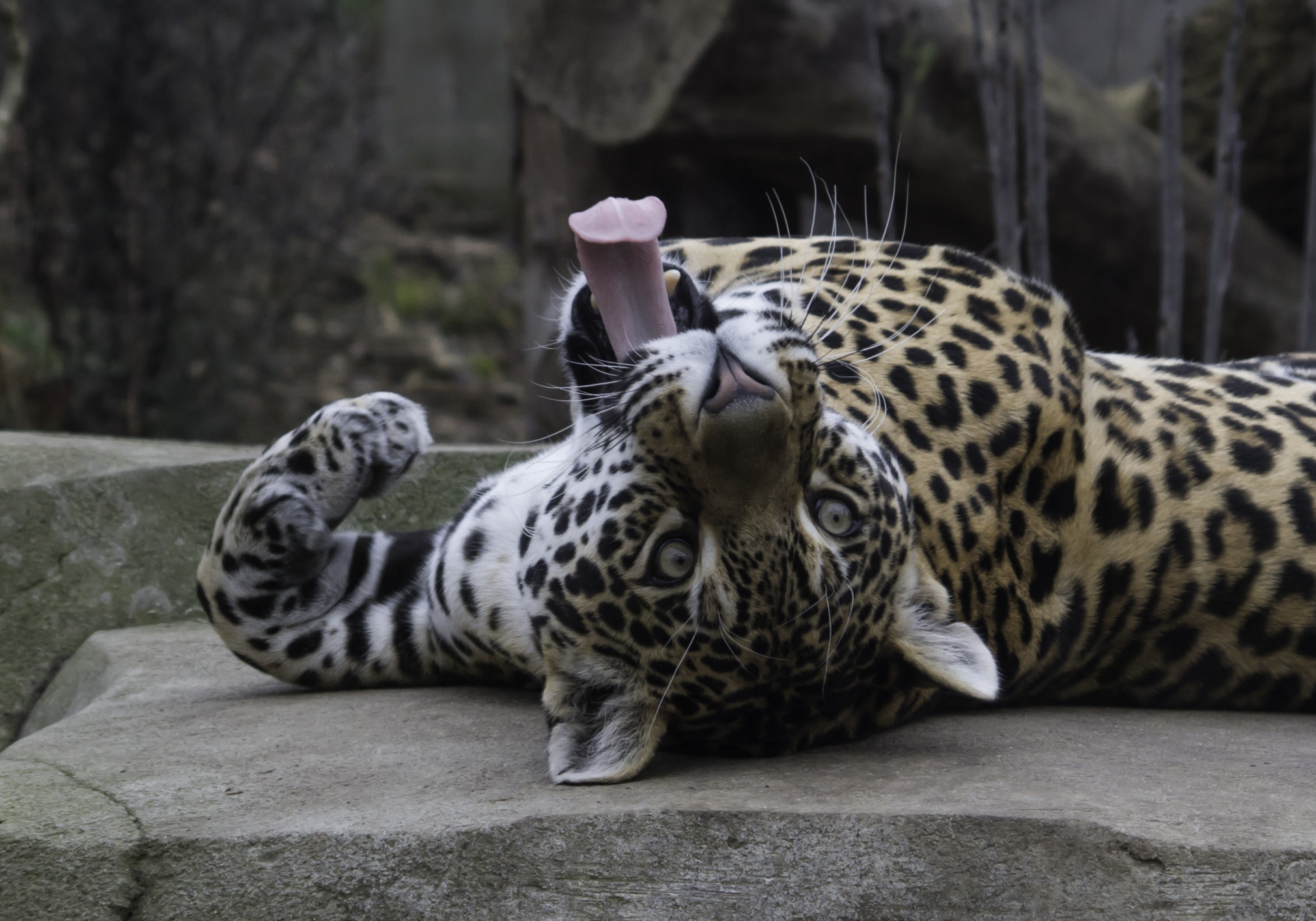 HD Pentax DA 55-300mm F4.0-5.8 ED WR sample photo. Panthera pardus photography
