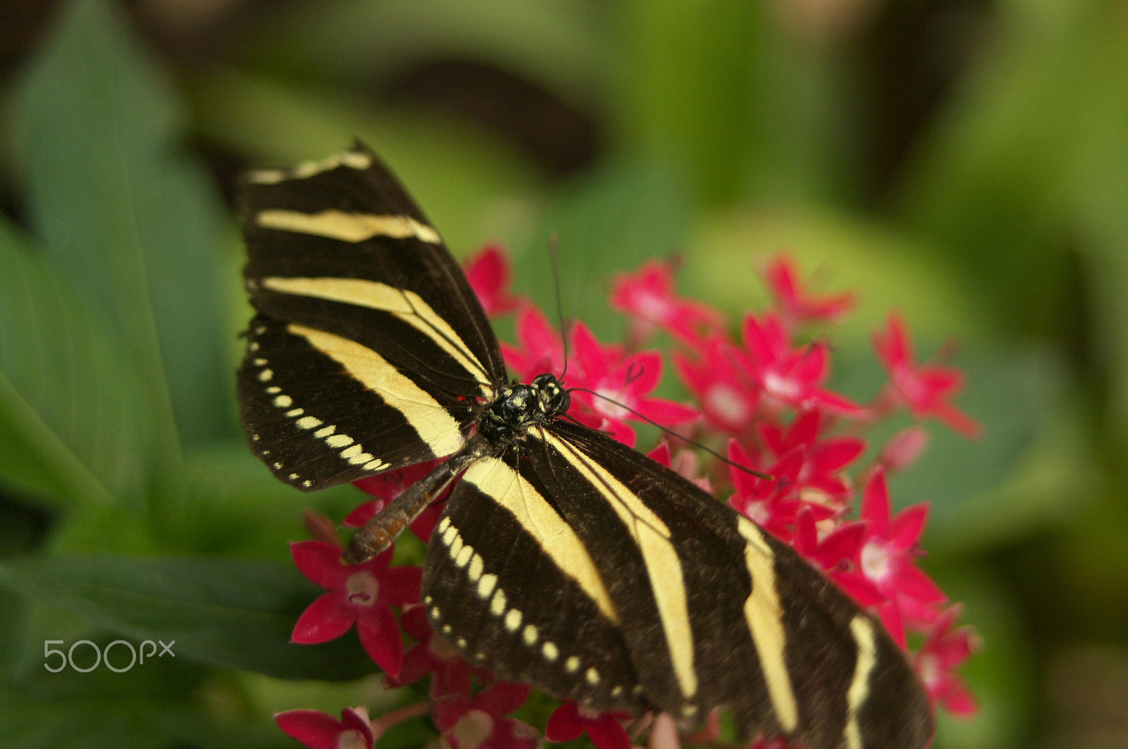 Samsung GX-20 sample photo. Butterfly photography