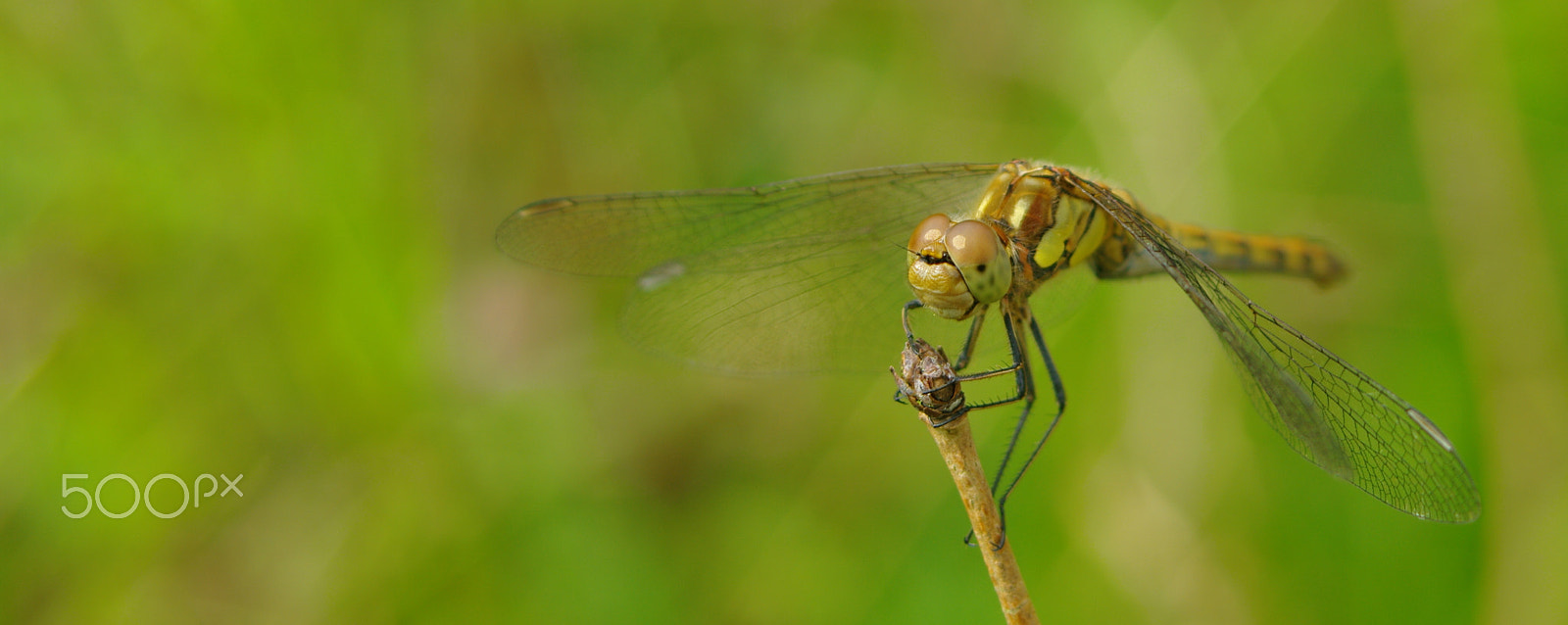 Samsung GX-20 sample photo. Dragonfly near cambridge photography