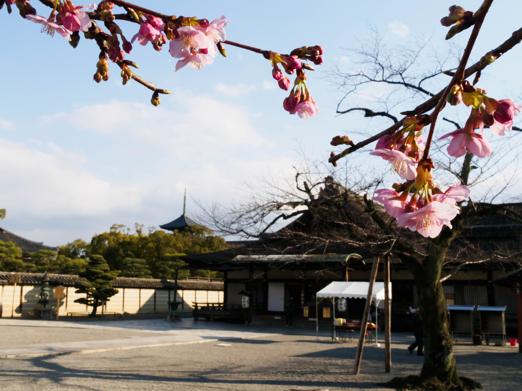 Olympus PEN E-PL6 + Sigma 19mm F2.8 DN Art sample photo. 東寺 photography