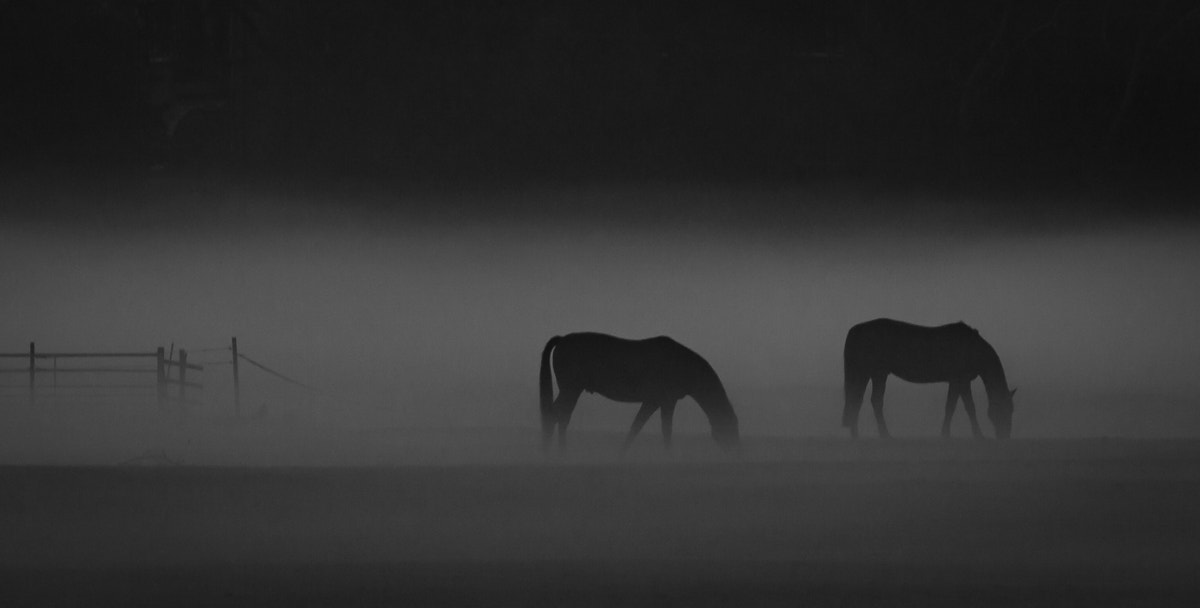 Canon EF-S 55-250mm F4-5.6 IS STM sample photo. Misty mares photography