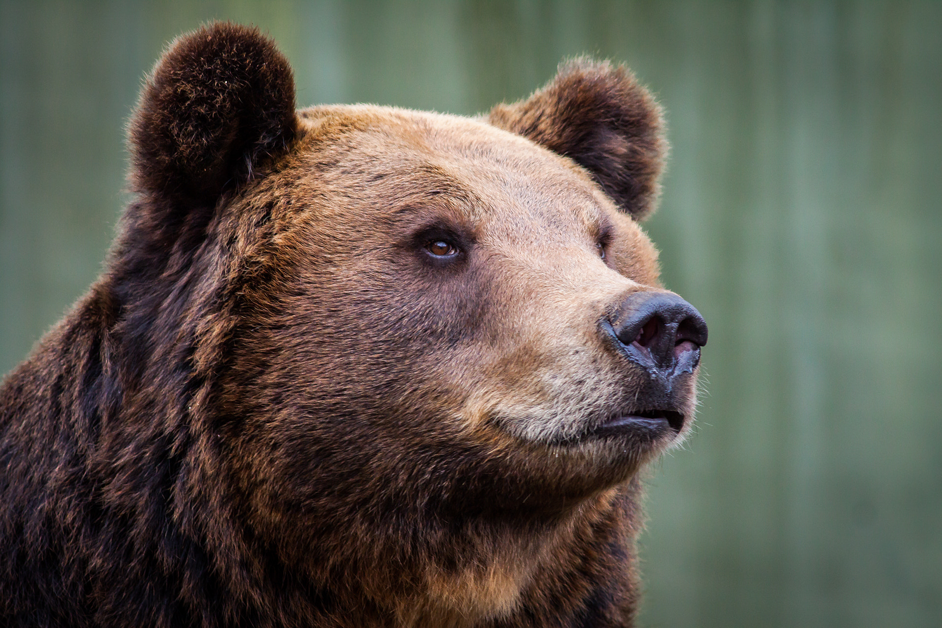 Canon EOS 50D + Canon EF 400mm F5.6L USM sample photo. Proud brown bear photography