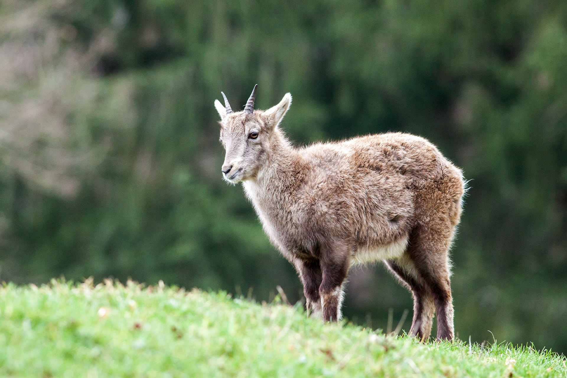 Canon EOS 50D + Canon EF 400mm F5.6L USM sample photo. Young capricorn photography