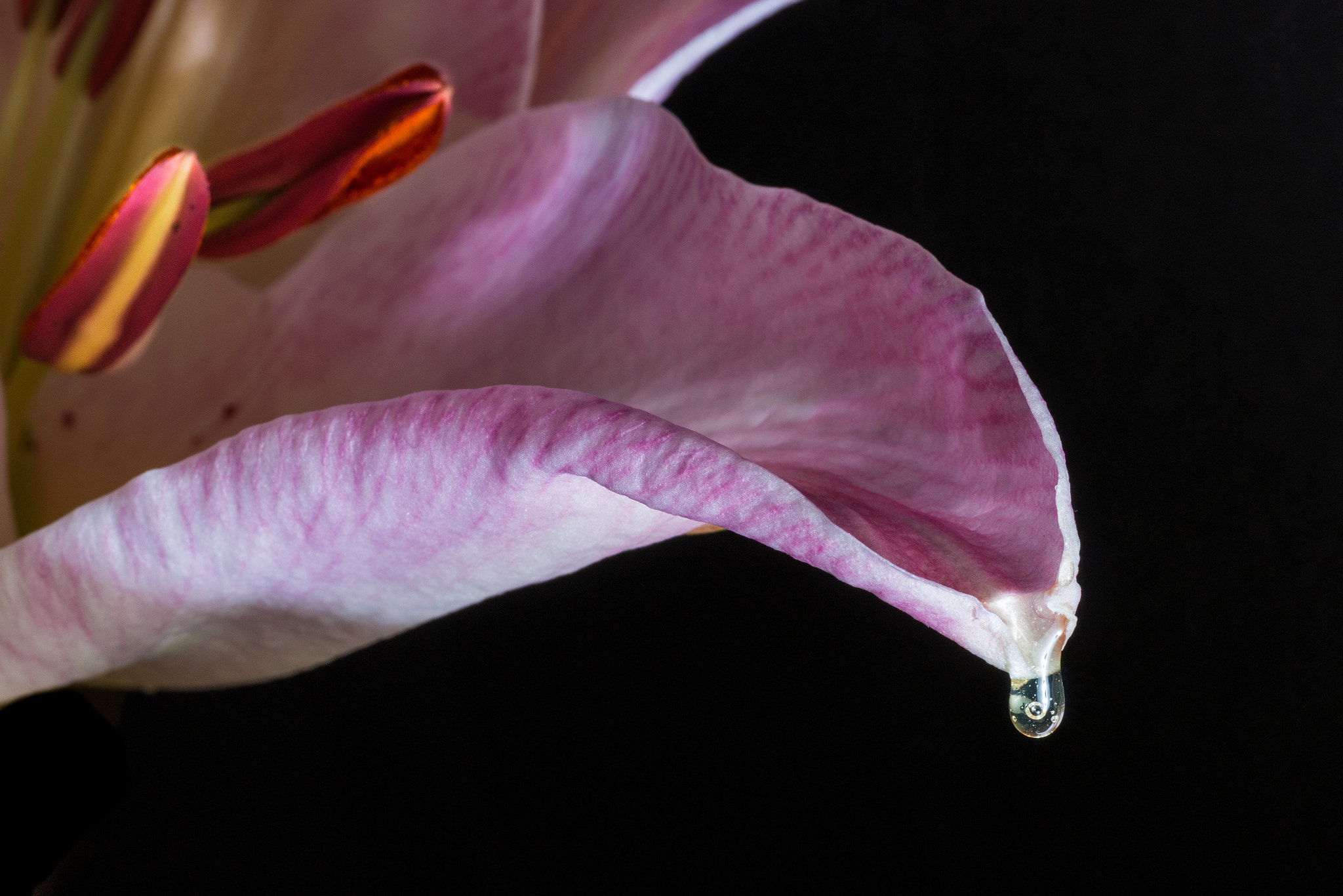 Sigma 70mm F2.8 EX DG Macro sample photo. Drop photography