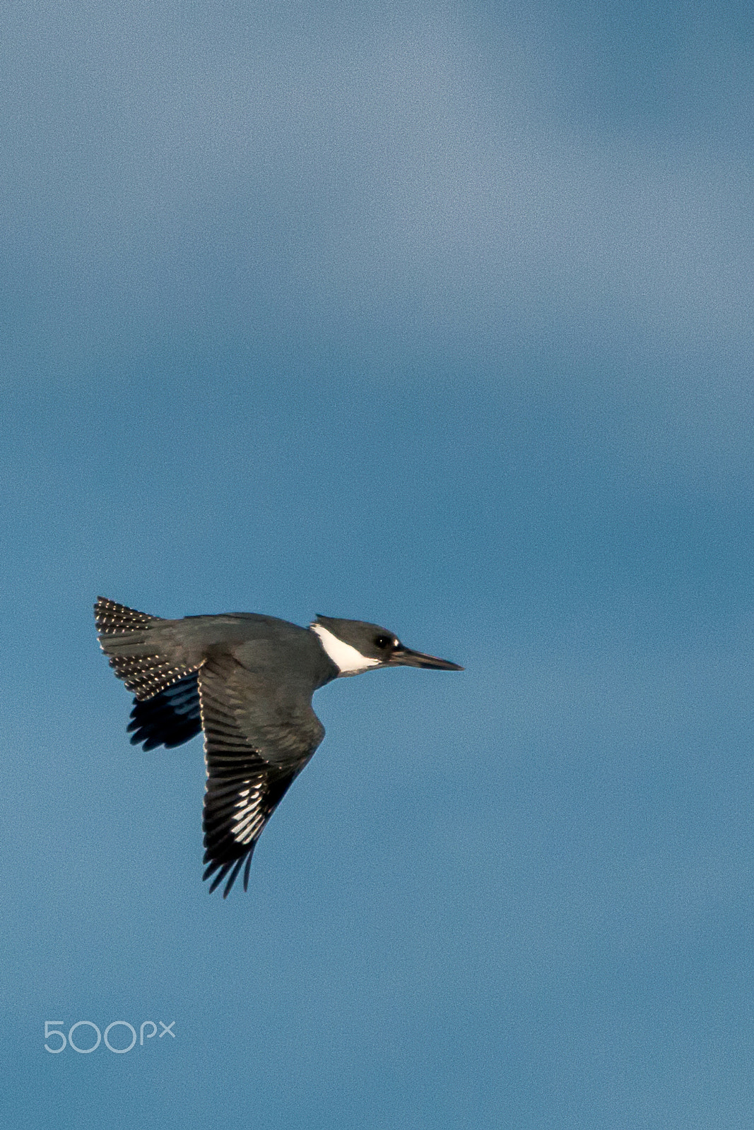 Canon EOS 70D + Sigma 50-500mm f/4-6.3 APO HSM EX sample photo. Belted kingfisher male flying photography