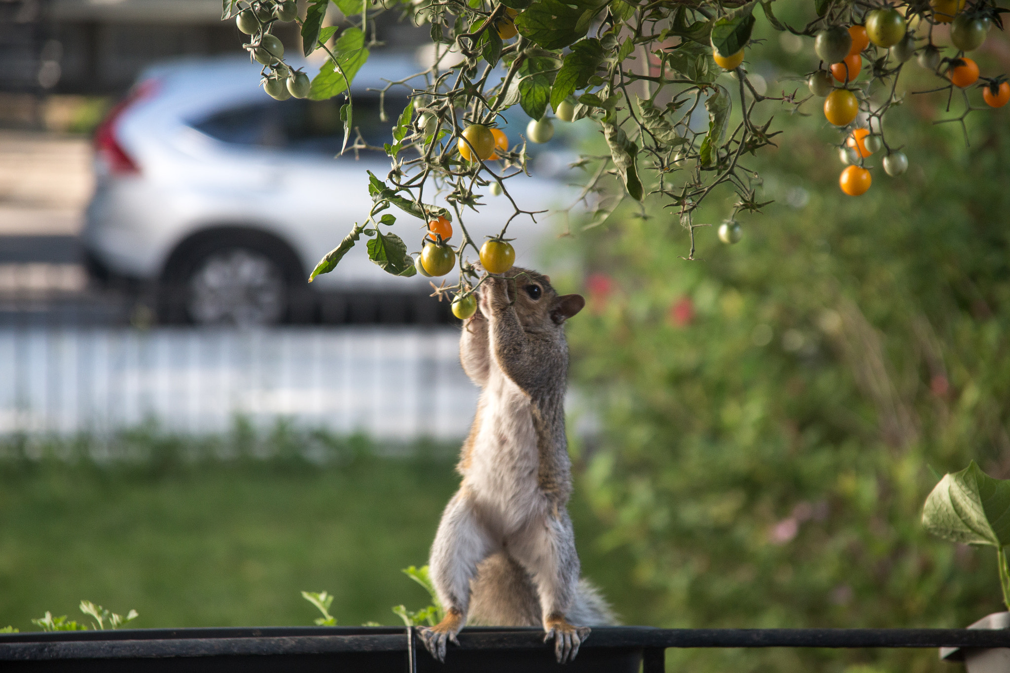 Thieving Squirrel