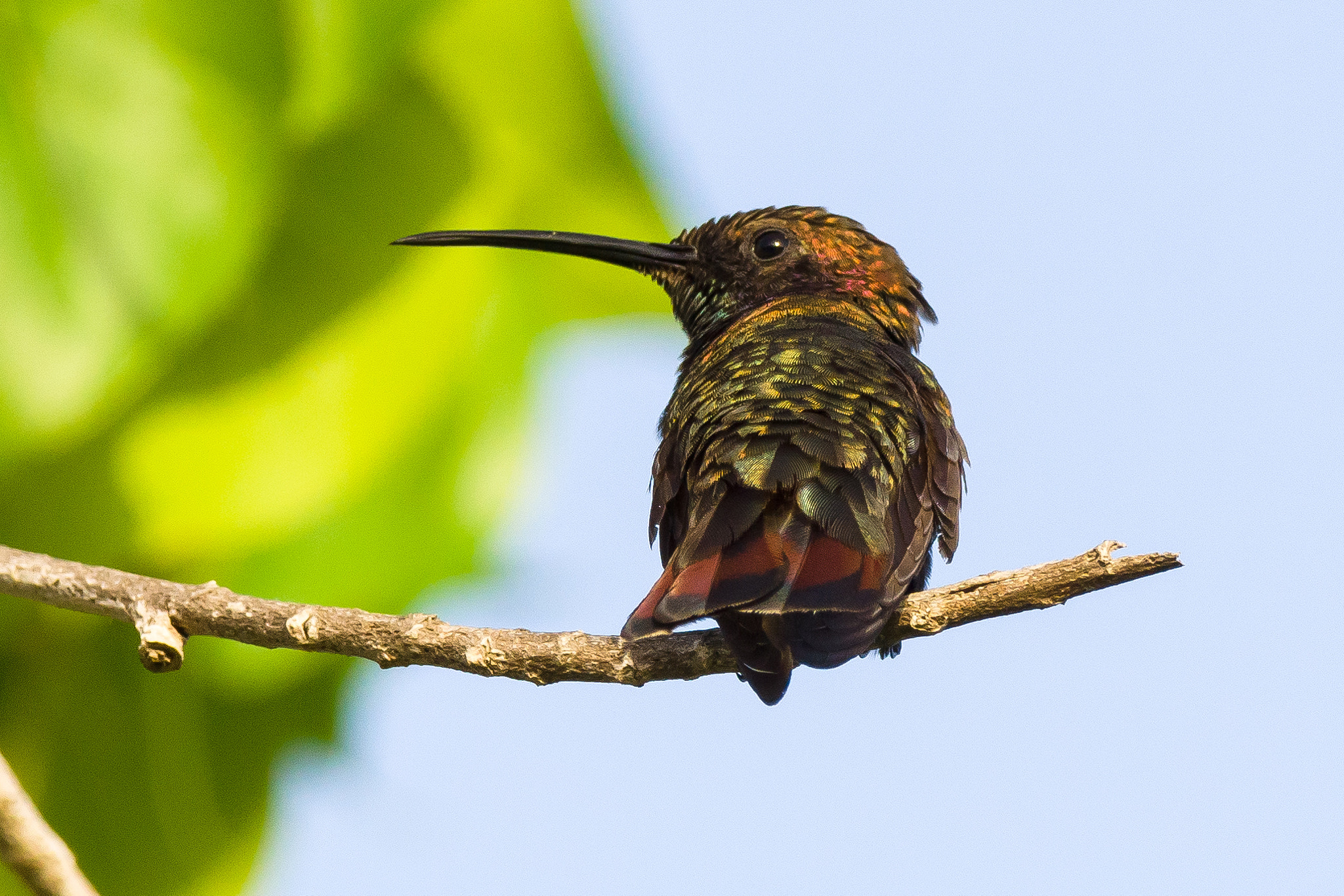 Sony 70-300mm F4.5-5.6 G SSM sample photo. Hummingbird turn photography