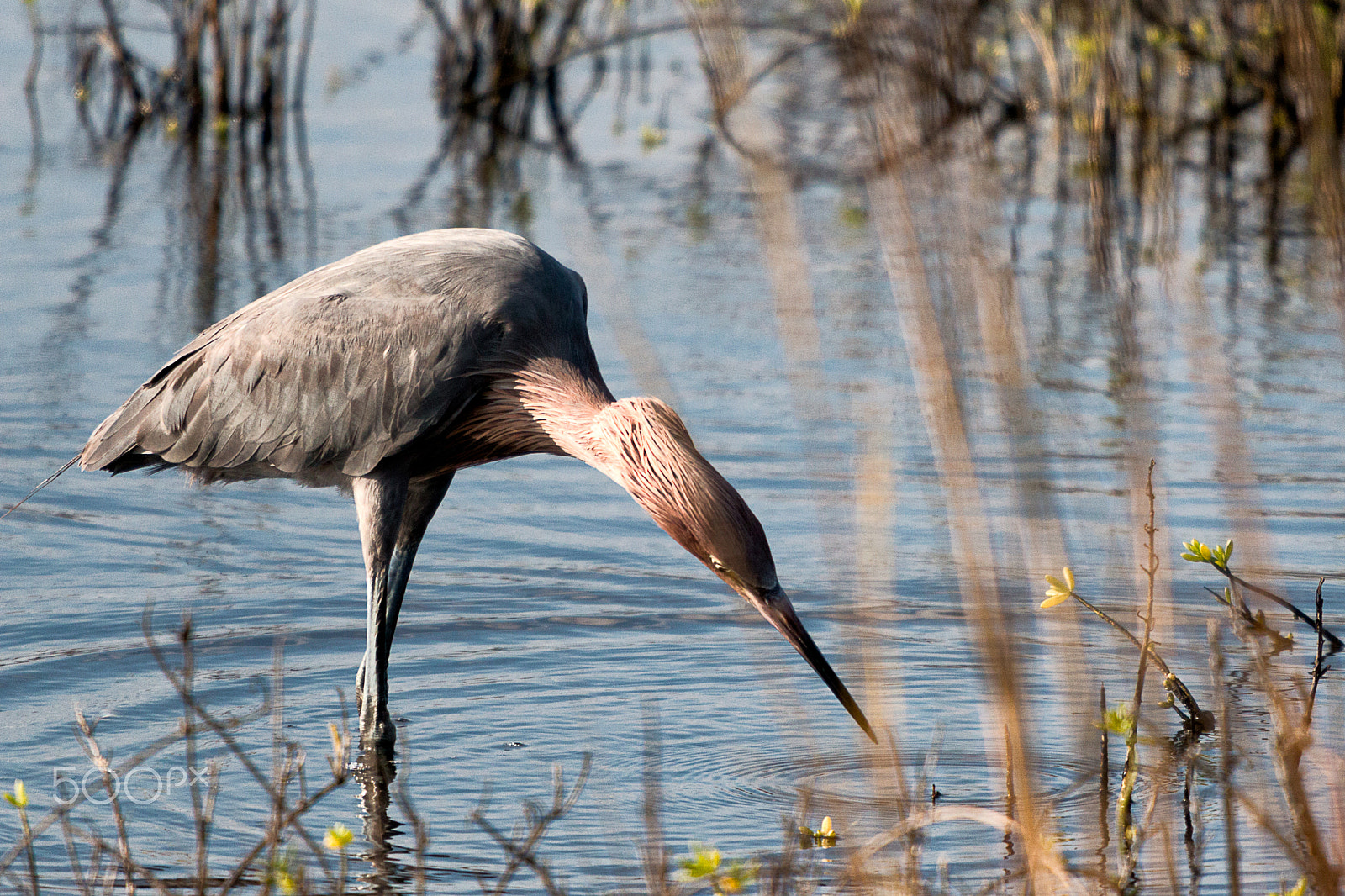 Sigma 50-500mm f/4-6.3 APO HSM EX sample photo. Redish egret fishing photography
