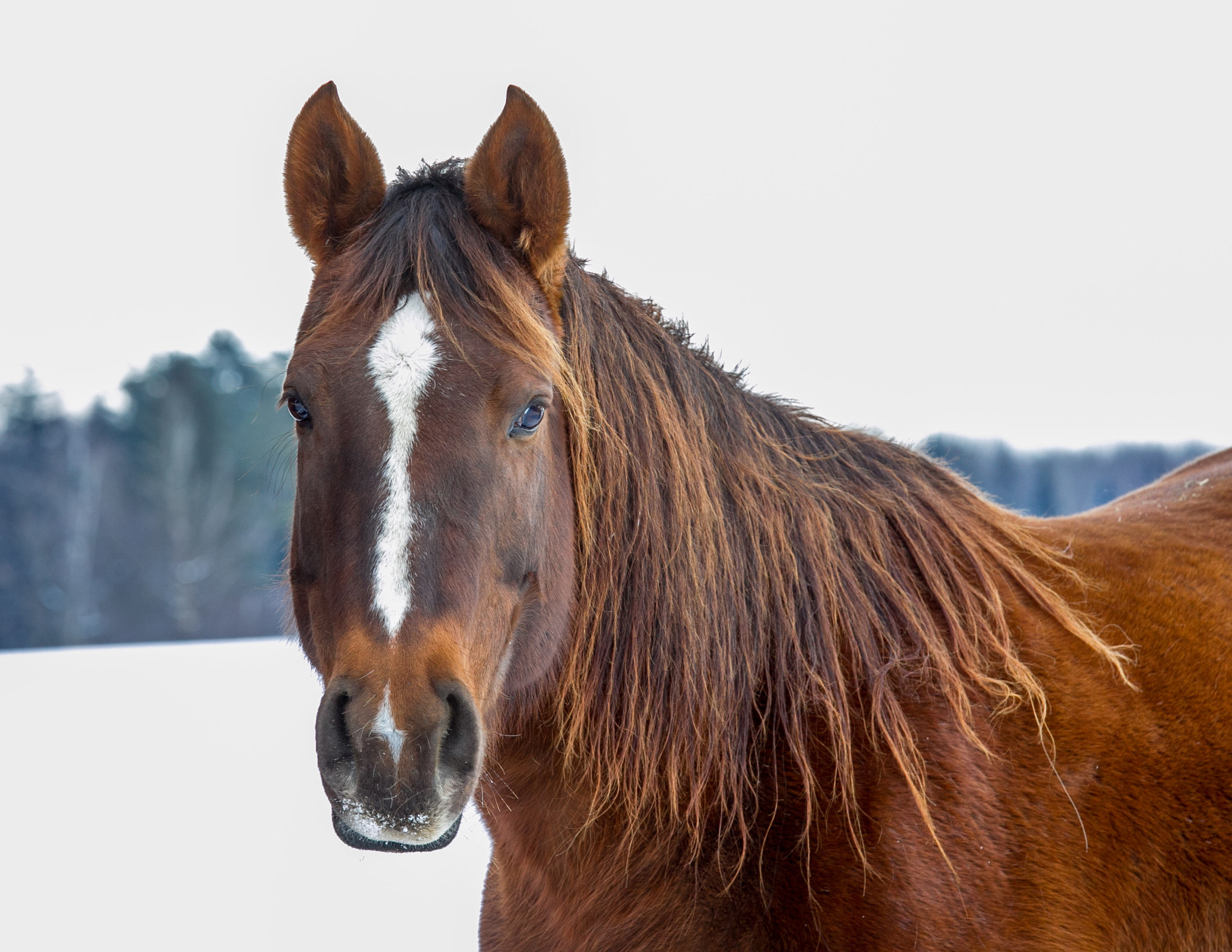 Canon EOS-1D Mark IV sample photo. Gingersnow photography