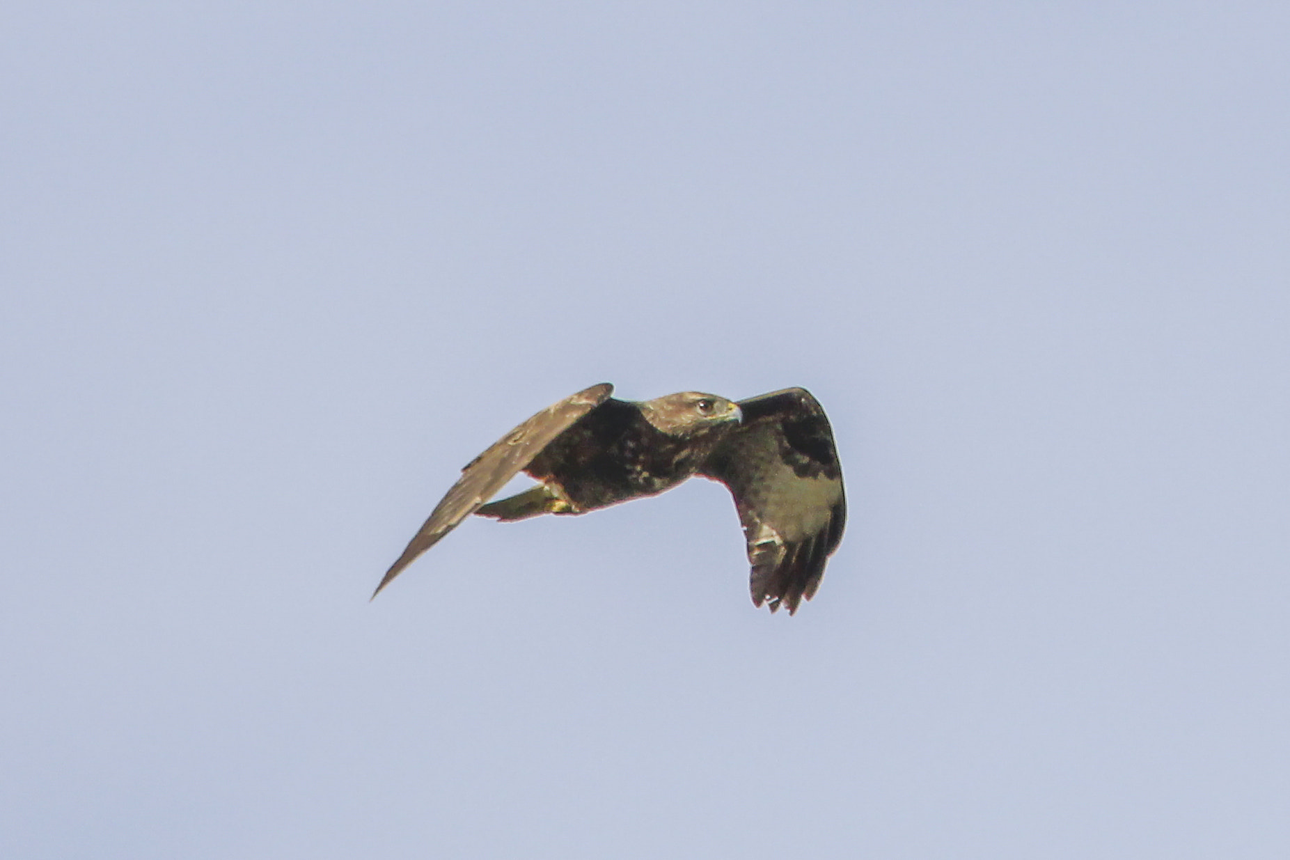 Sigma 150-500mm F5-6.3 DG OS HSM sample photo. Buzzard photography