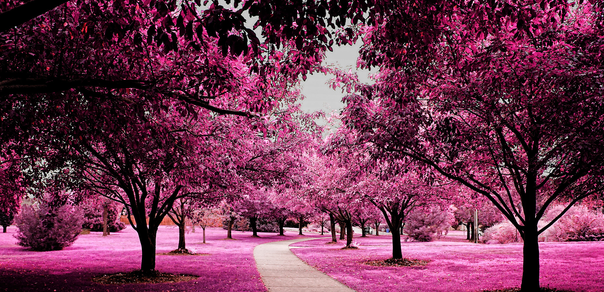 Cotton Candy Trees by Johnny Gomez / 500px