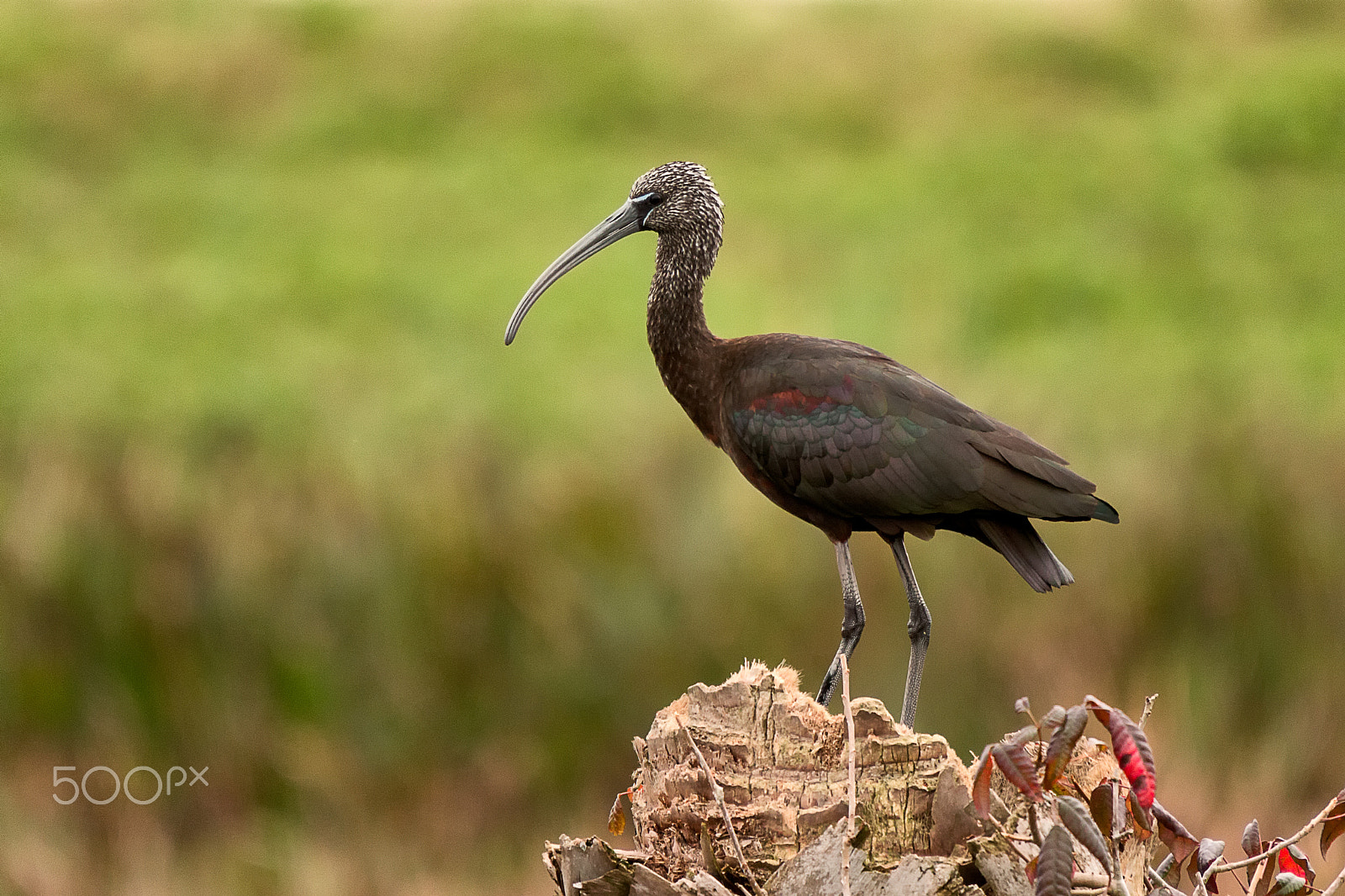 Sigma 50-500mm f/4-6.3 APO HSM EX sample photo. Glossy ibis adult winter plumage photography