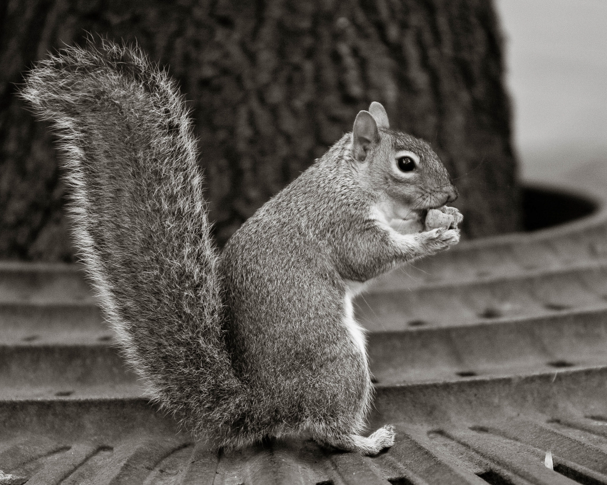 Canon EOS 40D + Canon EF 70-200mm F2.8L IS USM sample photo. Sit, squirrel, sit. photography