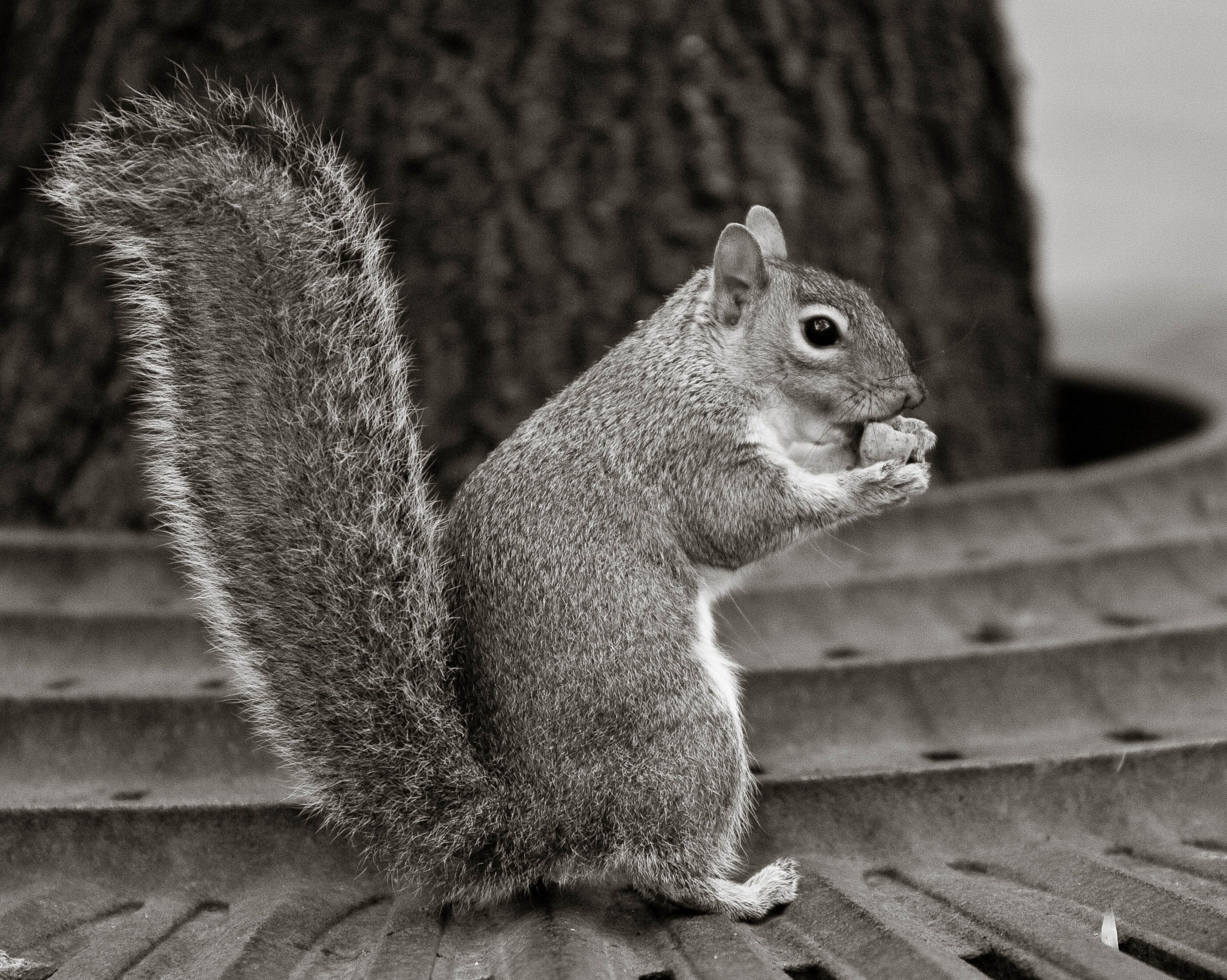 Canon EF 70-200mm F2.8L IS USM sample photo. Sit, squirrel, sit. photography