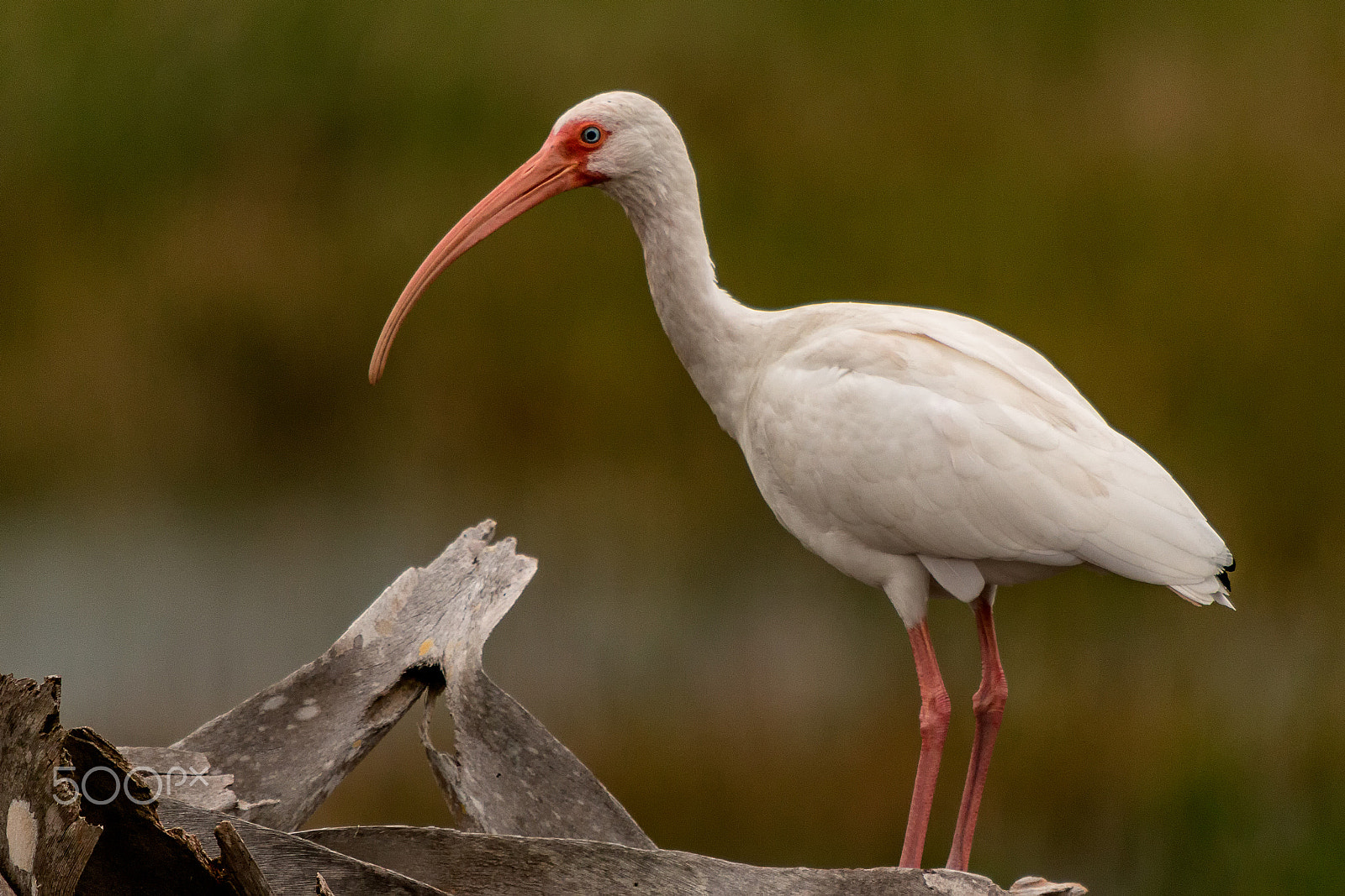 Sigma 50-500mm f/4-6.3 APO HSM EX sample photo. Adult white ibis photography