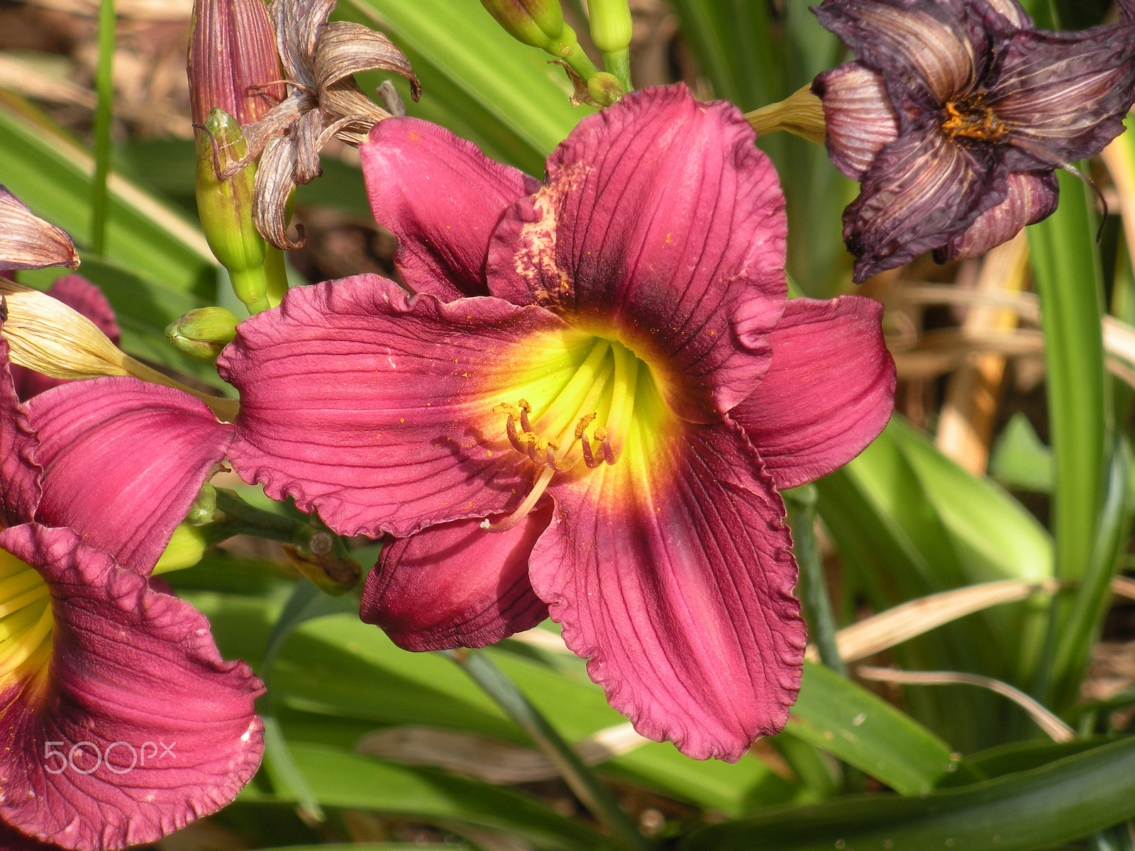 Nikon Coolpix S560 sample photo. Blooming tiger lily photography