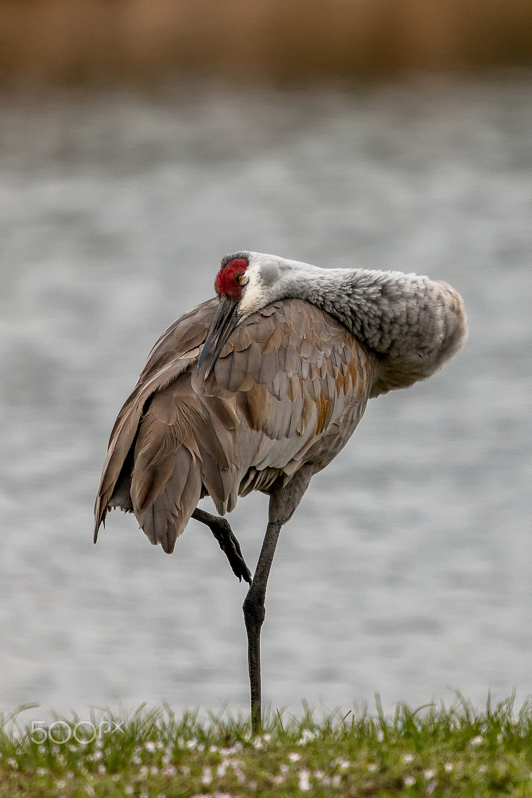 Sigma 50-500mm f/4-6.3 APO HSM EX sample photo. Adult sandhill crane resting photography