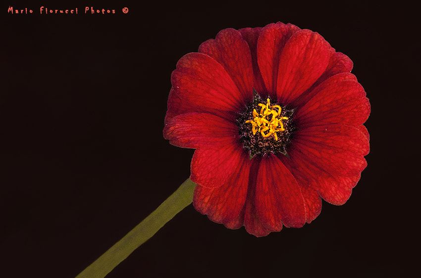 Canon EOS 40D + Canon EF 100mm F2.8L Macro IS USM sample photo. Red paper flower photography