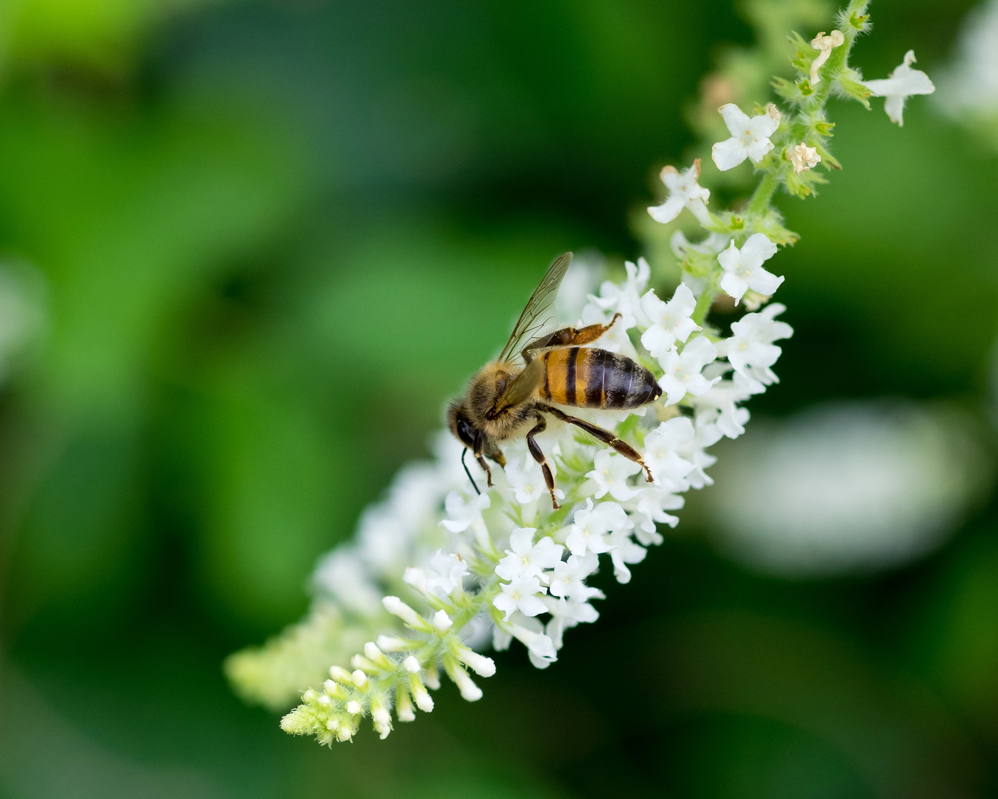 Olympus OM-D E-M1 + OLYMPUS 50mm Lens sample photo. Bee on sweet almond bush flower (aloysia virgata) photography