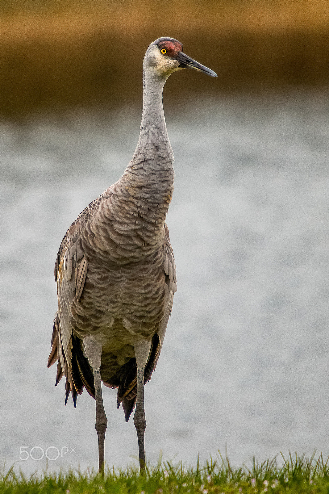 Sigma 50-500mm f/4-6.3 APO HSM EX sample photo. Adult sandhill crane photography