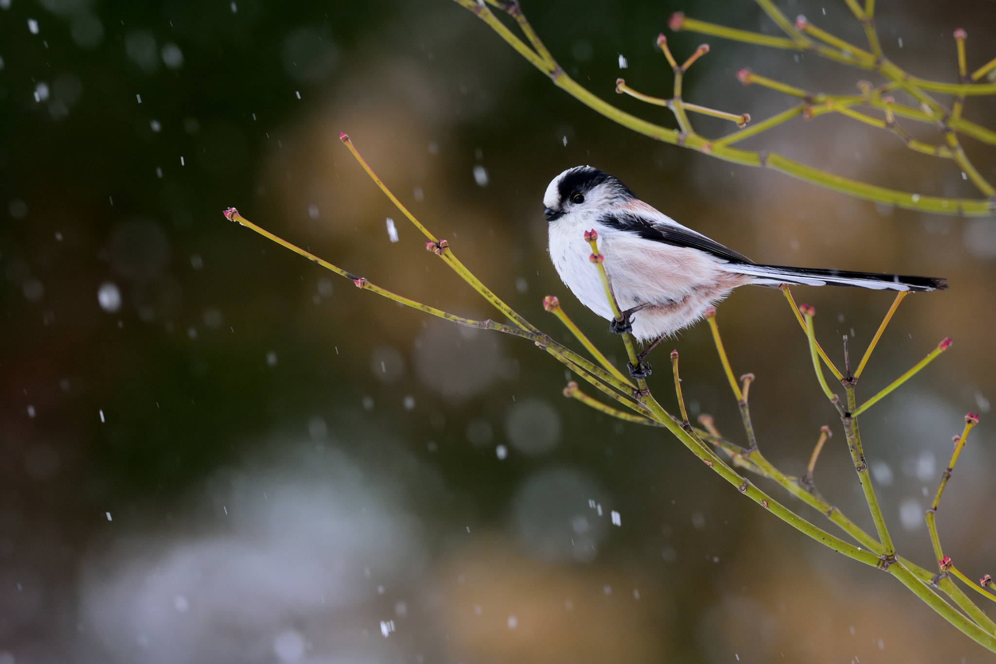 Nikon D7200 + Sigma 500mm F4.5 EX DG HSM sample photo. Long tailed tit photography