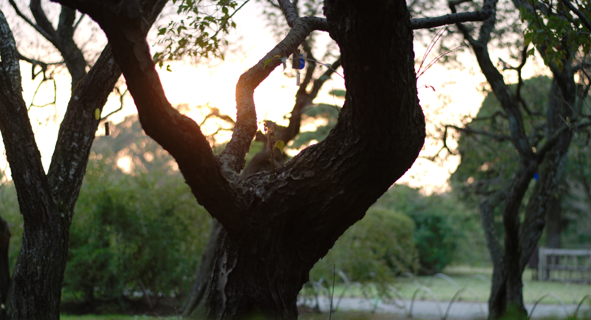 50mm F1.8 sample photo. In the boughs. photography