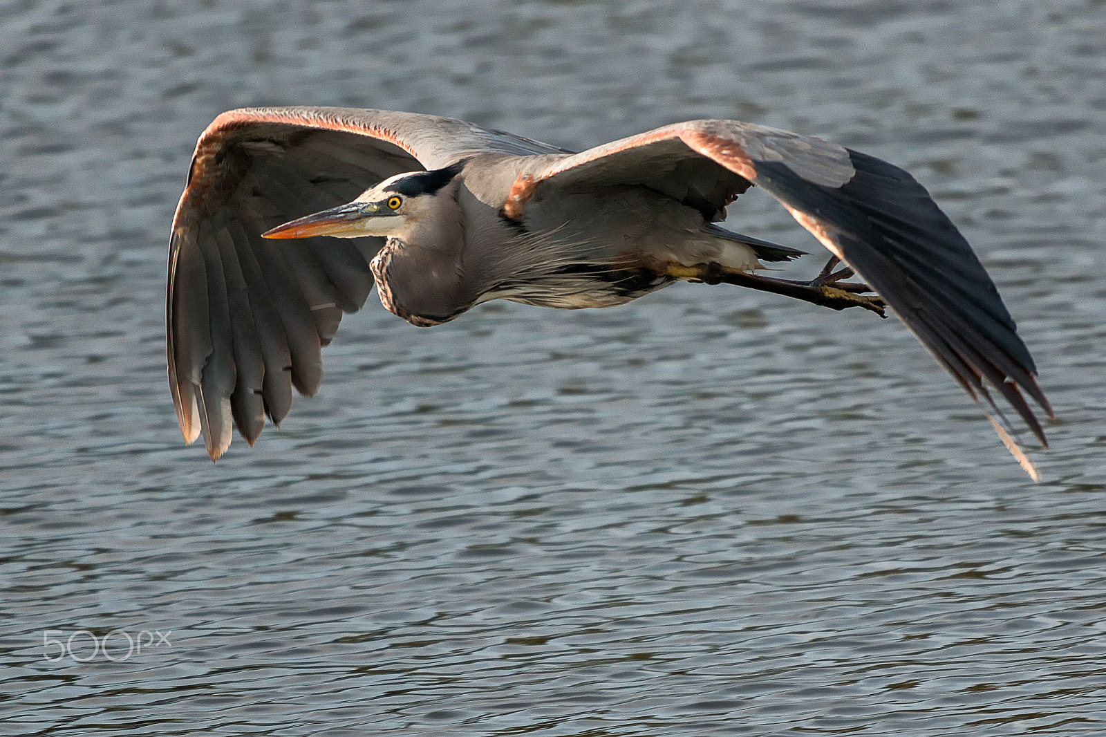 Sigma 50-500mm f/4-6.3 APO HSM EX sample photo. Great blue heron flying photography