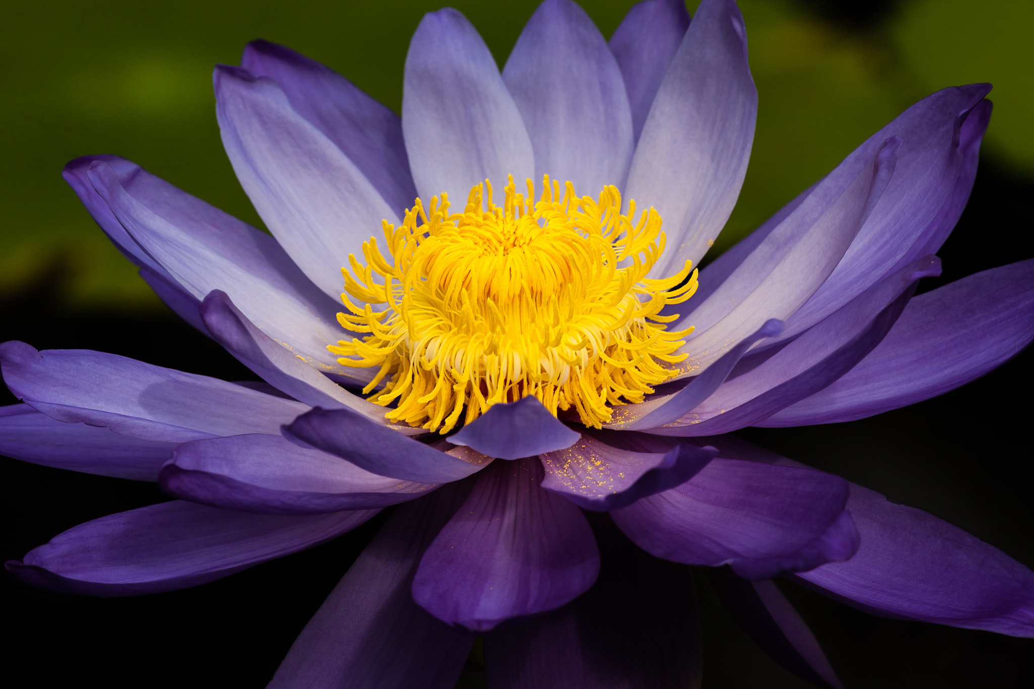 Canon EF 100-400mm F4.5-5.6L IS USM sample photo. "stowaway blues" waterlily photography