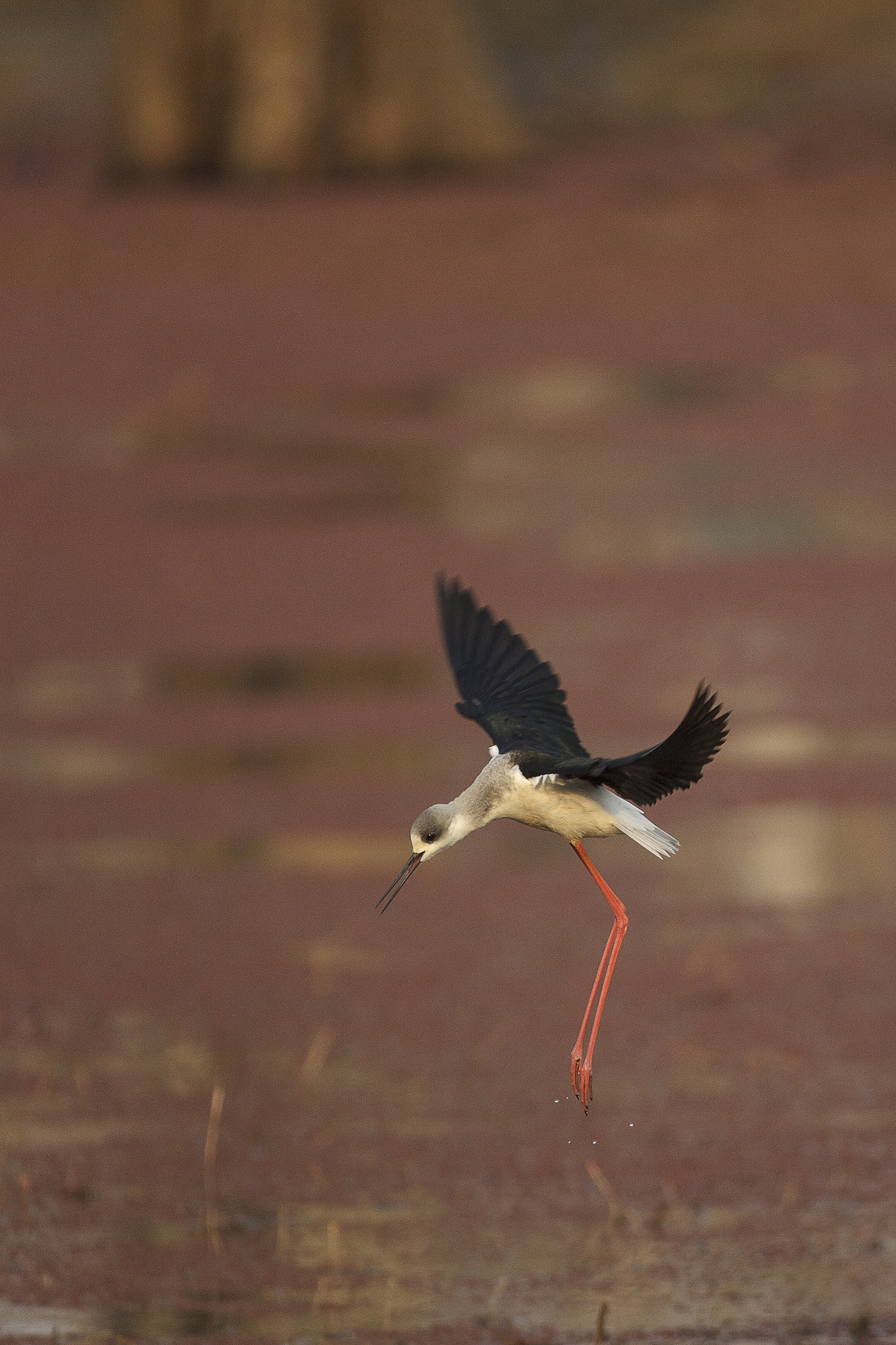 Canon EF 200-400mm F4L IS USM Extender 1.4x sample photo. Common stilt photography