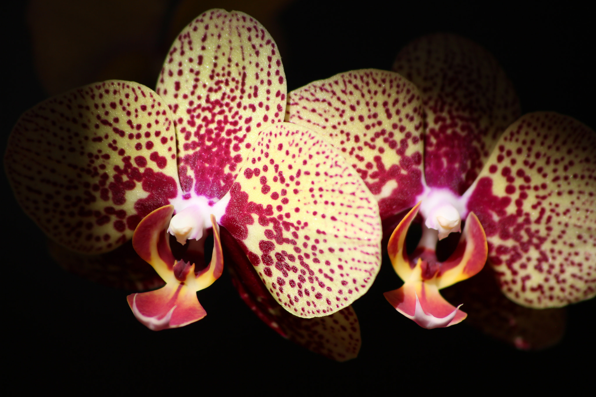 Sigma 70-300mm F4-5.6 APO DG Macro sample photo. Orchid photography