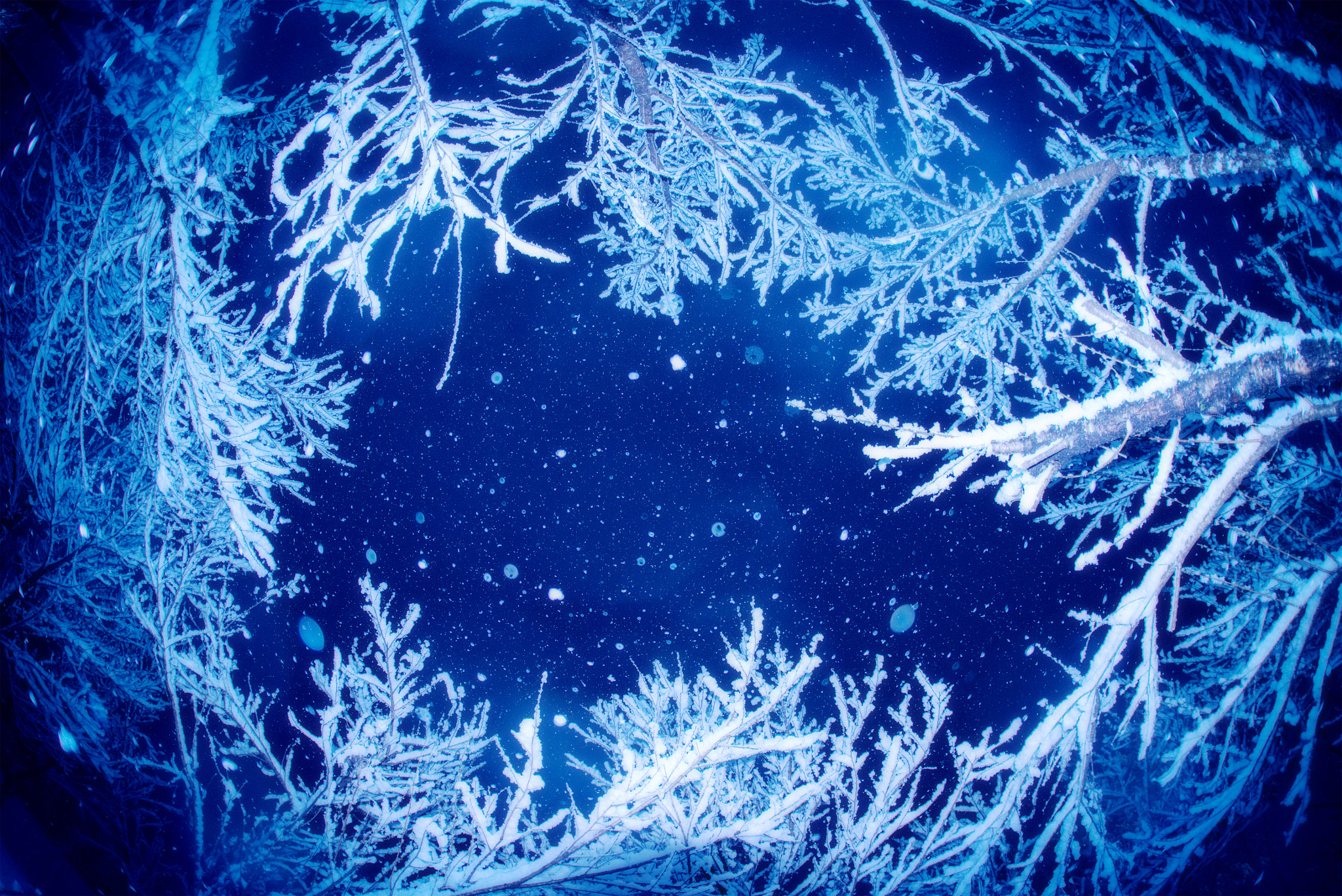 Sigma 15mm F2.8 EX DG Diagonal Fisheye sample photo. Frozen trees photography