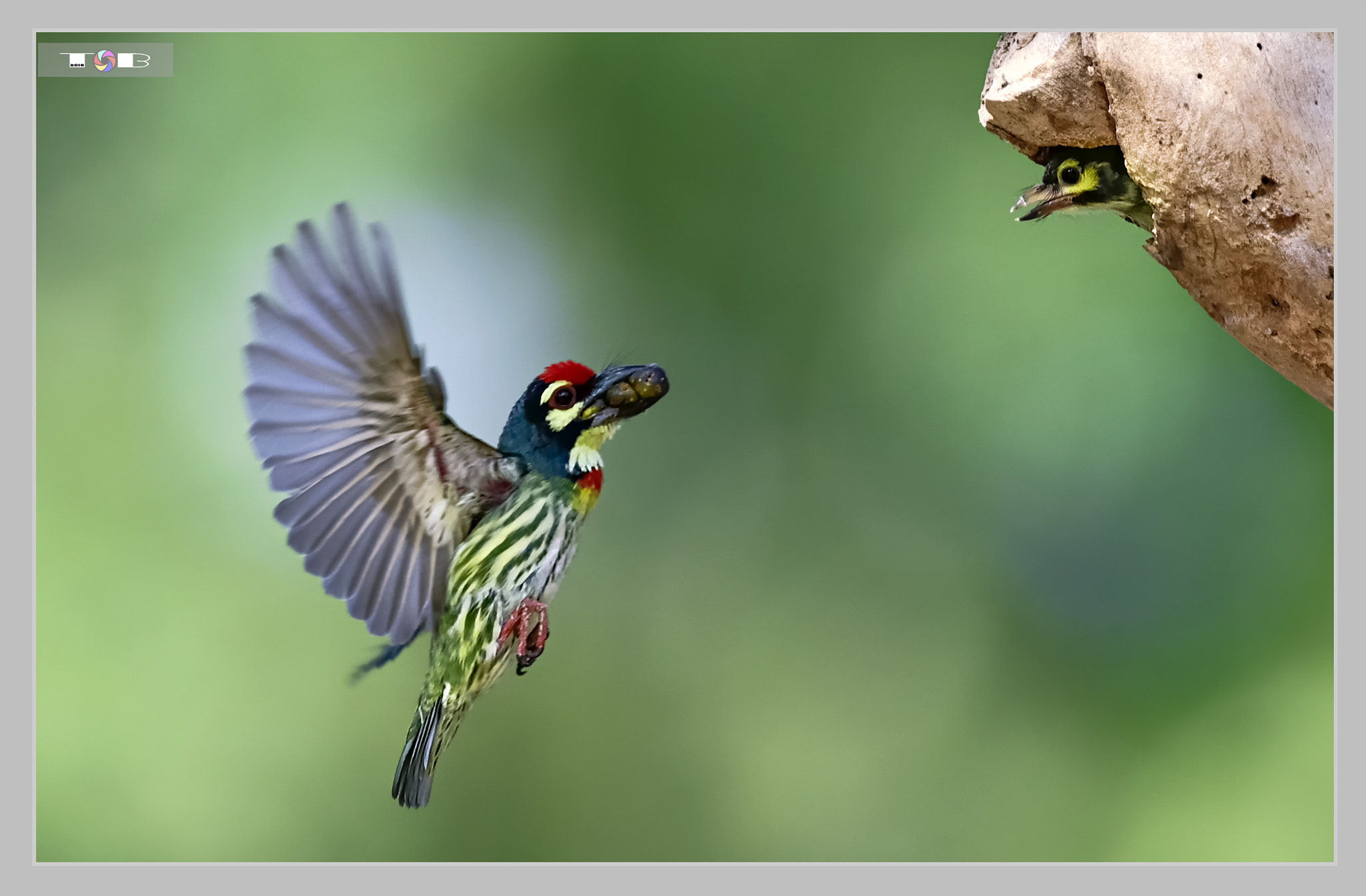 Nikon AF-S Nikkor 600mm F4D ED-IF II sample photo