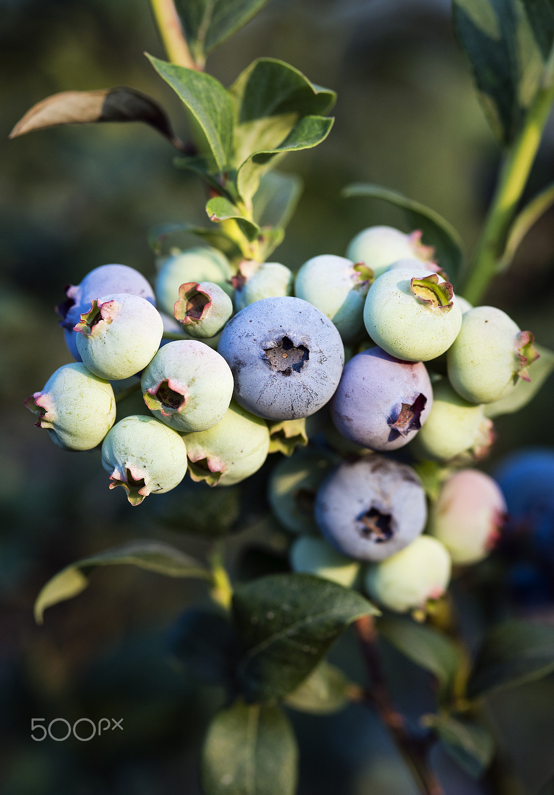 Nikon D800 + AF Micro-Nikkor 105mm f/2.8 sample photo. Blueberry bush, new jersey, usa photography