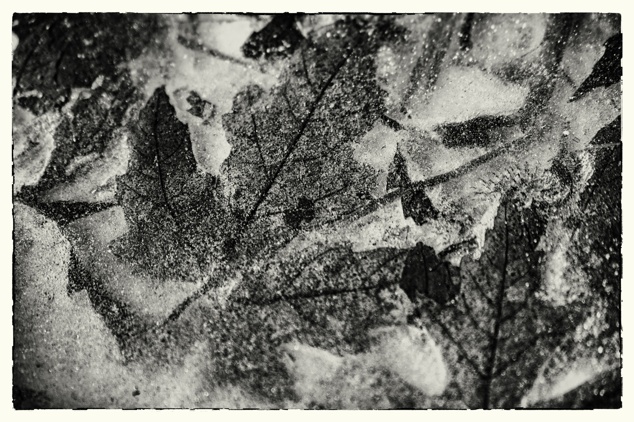 Canon EF 75-300mm F4.0-5.6 IS USM sample photo. Frosted photography