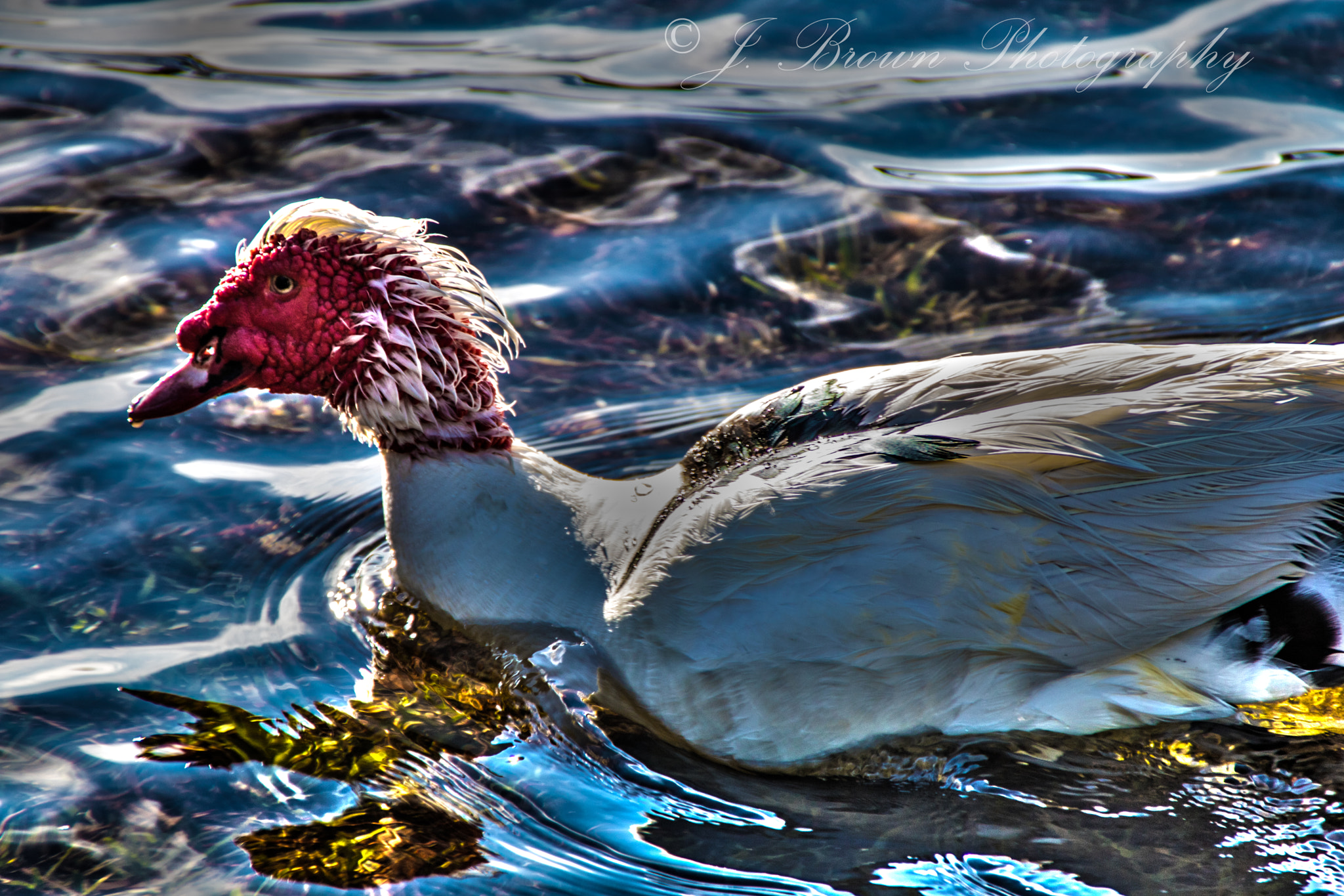 Canon EOS 750D (EOS Rebel T6i / EOS Kiss X8i) sample photo. Muscovy duck photography